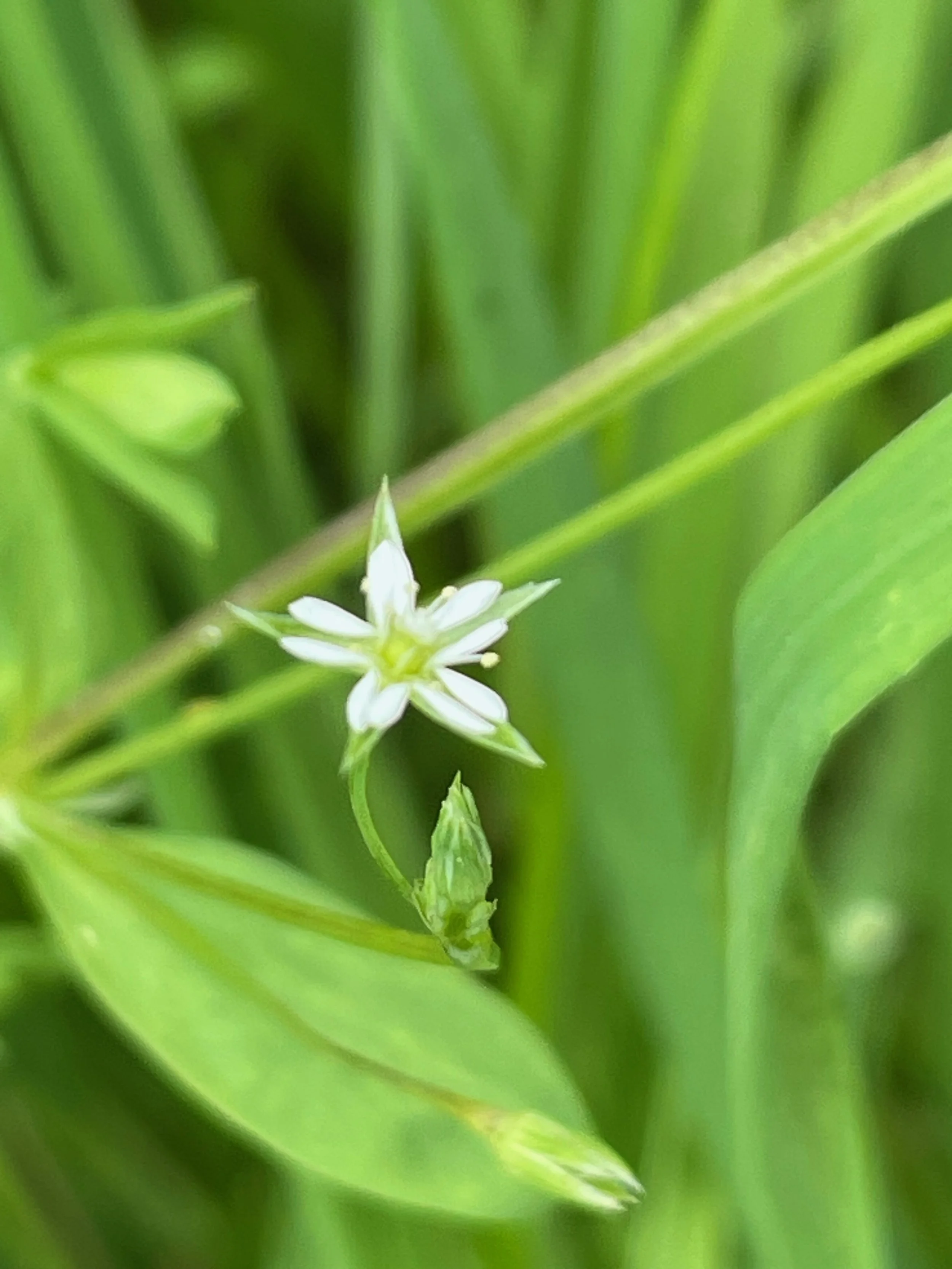   Stellaria alsine NS7256 20May23 PW  