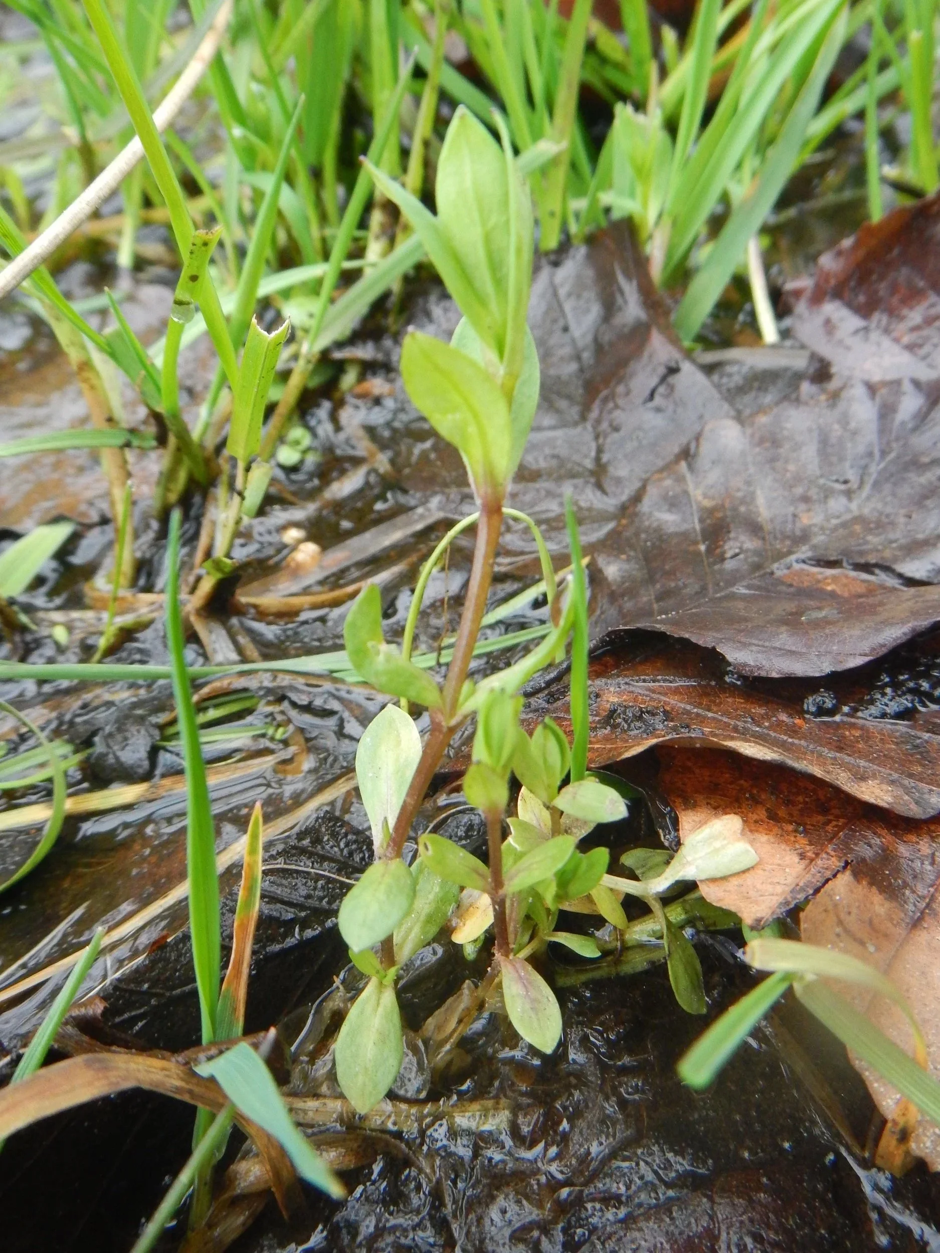  Without flowers, the square stem with smooth angles and opposite leaves is distinctive.   Stellaria alsine NT0056 5May18 PW  