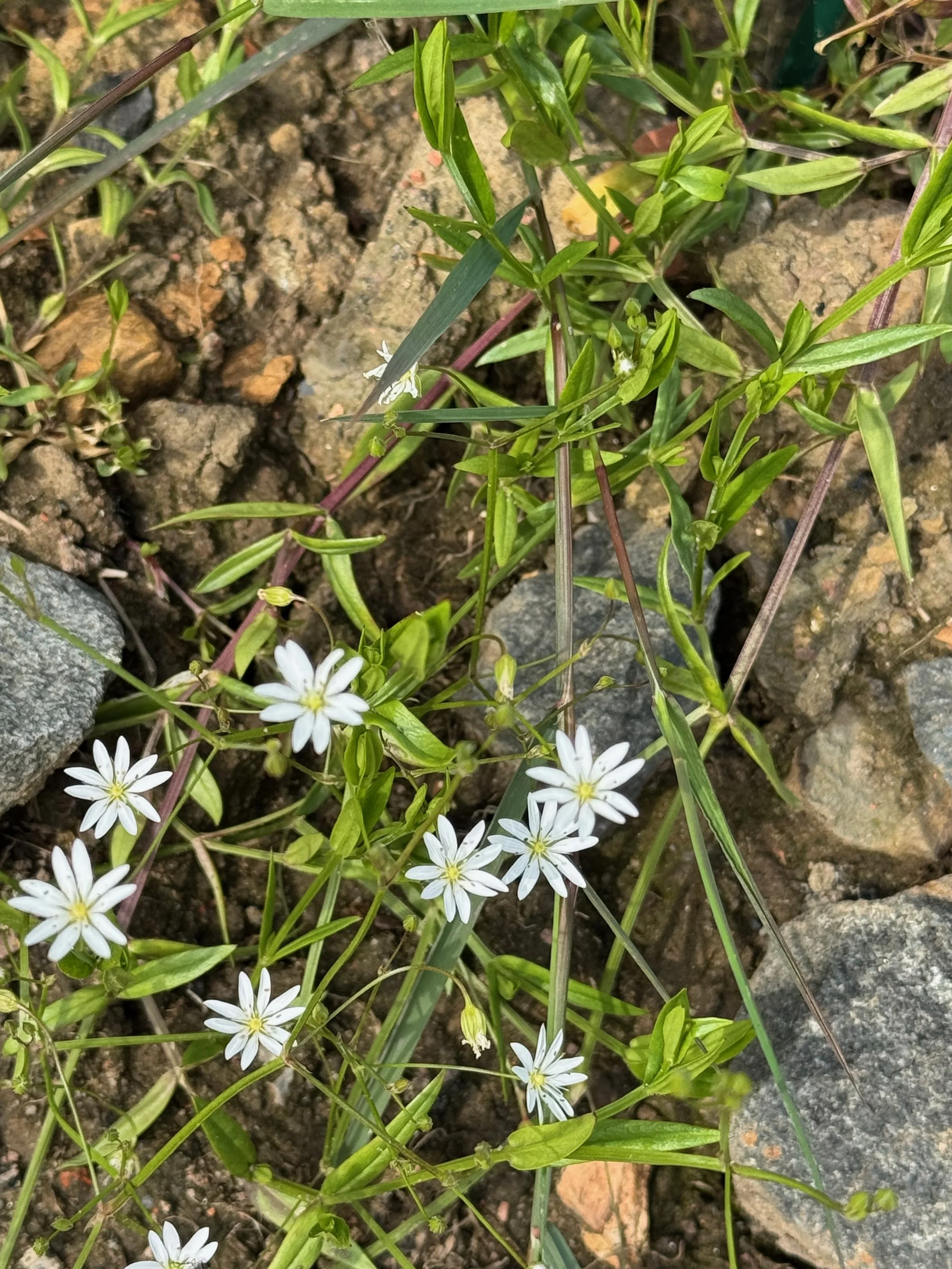   Stellaria graminea NS6564 12Jun25 PW  