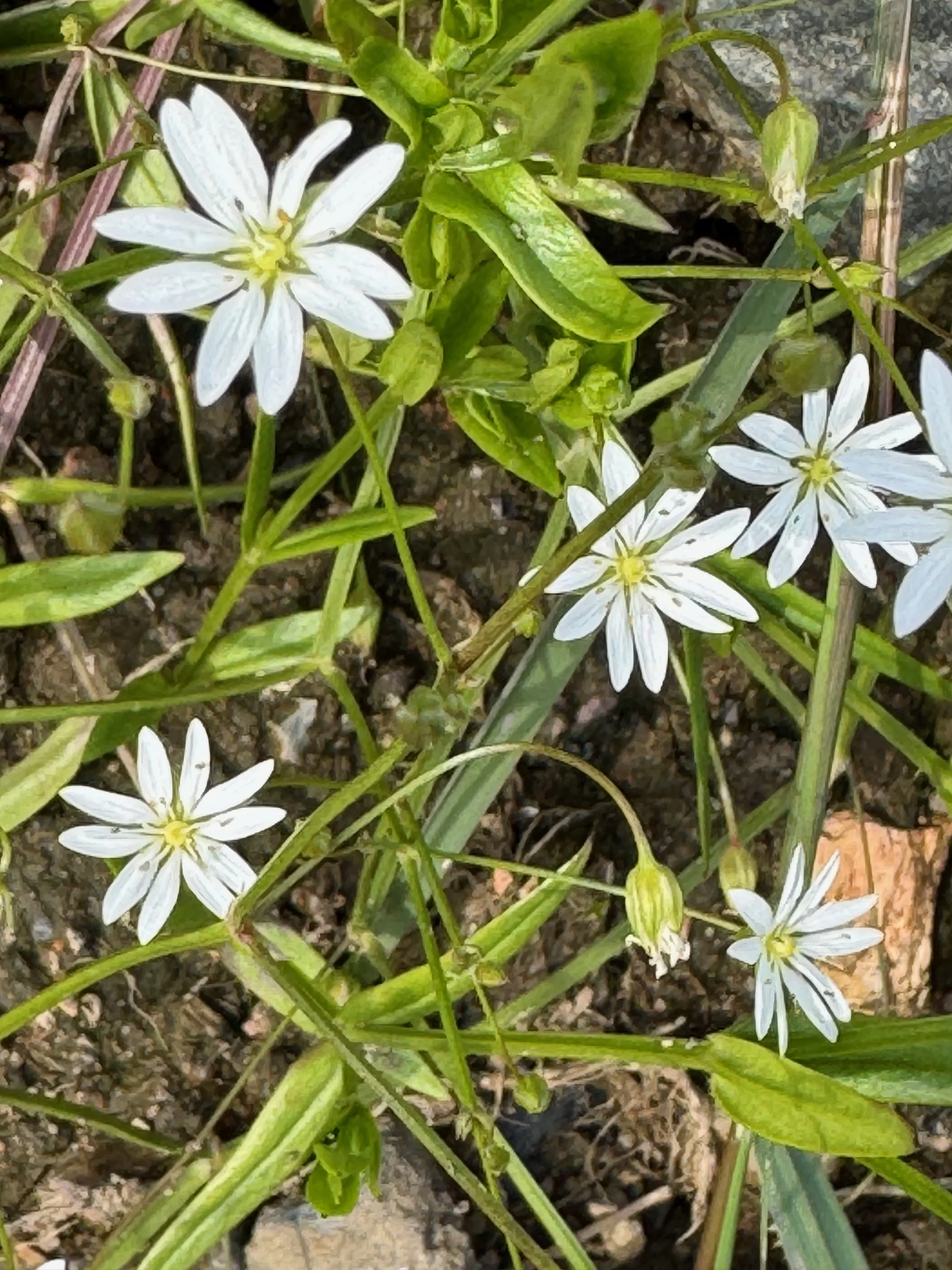   Stellaria graminea NS6564 12Jun25 PW  