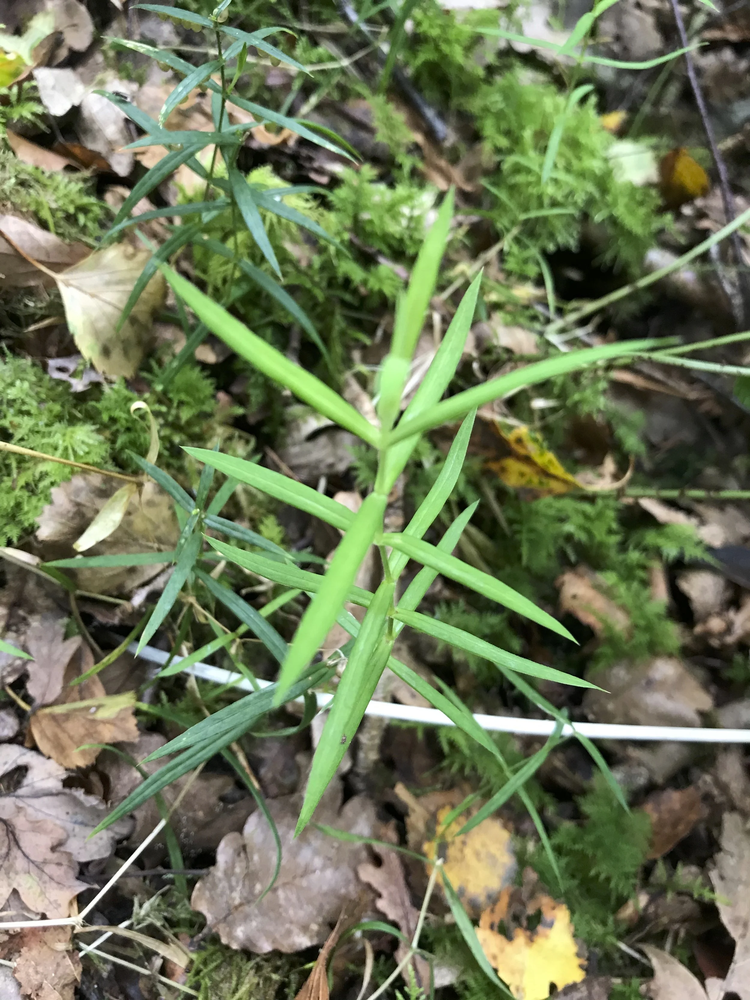  Later in the season, after flowering, the leaves are distinctive and the rough square stem confirms the identity.    Stellaria holostea NS7851 15Aug20 MP  