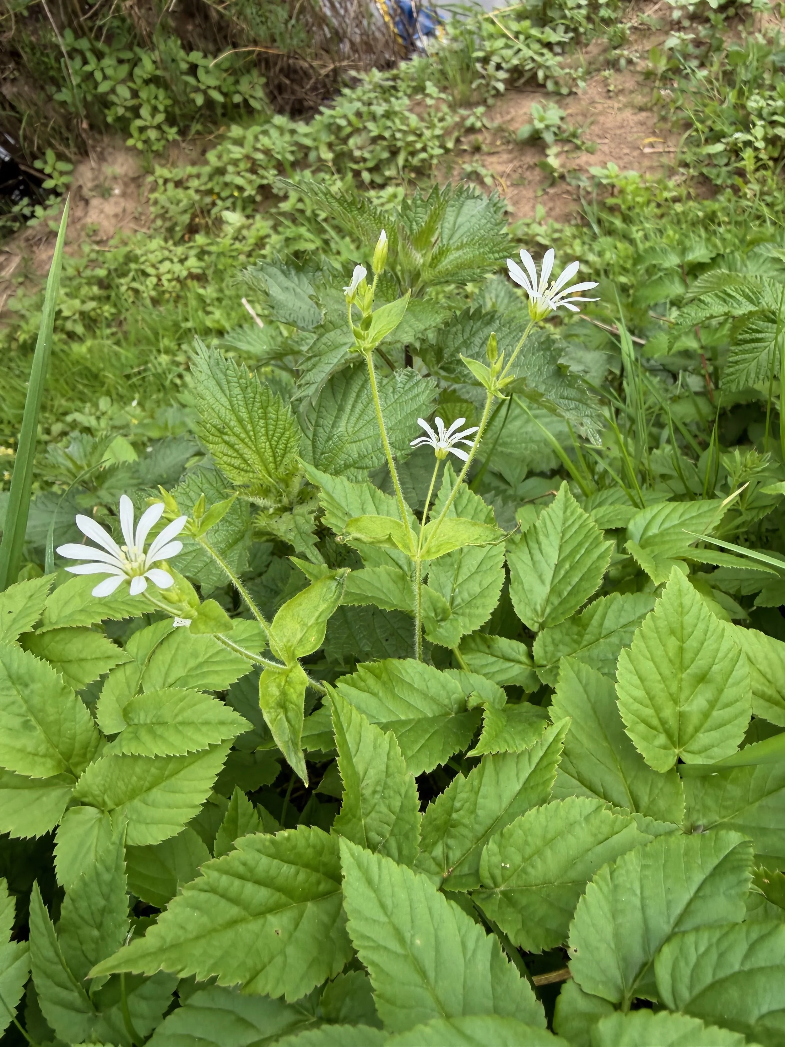  The long-stalked lower leaves with cordage base and the sessile upper stem leaves are clear here.   Stellaria nemorum NS7256 4May26 PW   
