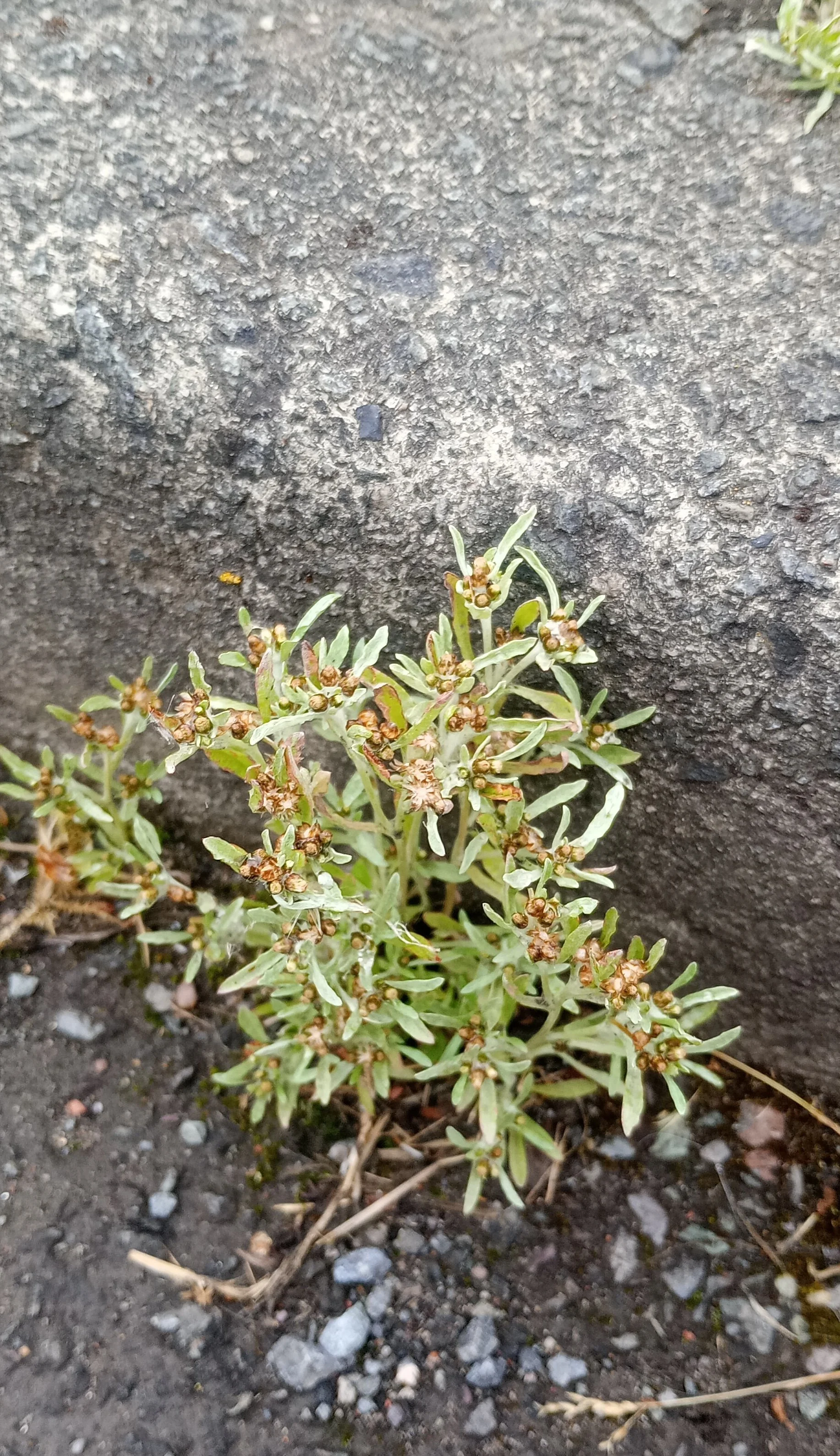  In a gutter, a common place to find this plant.    Gnaphalium uliginosum NS6555 3Jul26 JR  