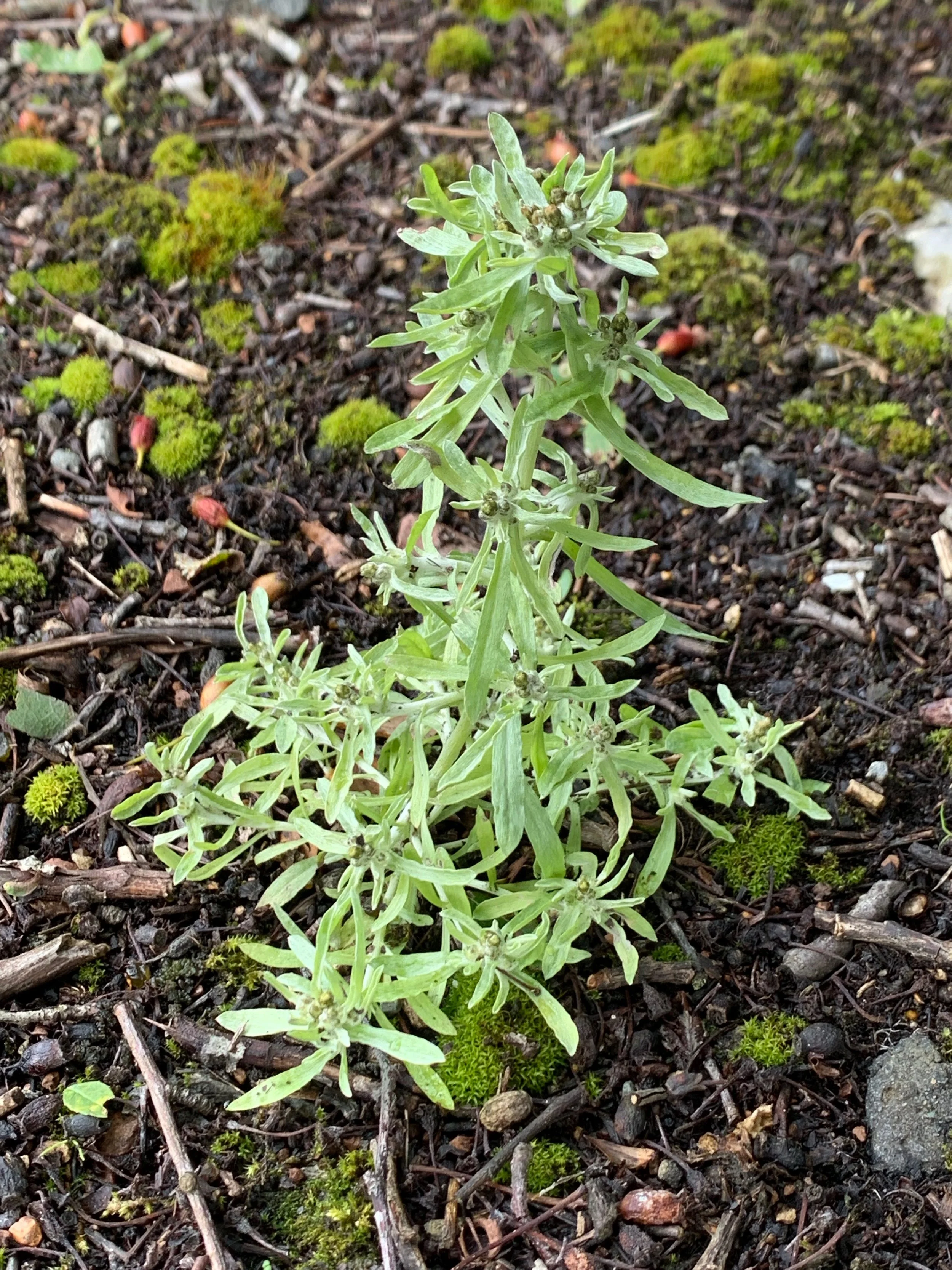   Gnaphalium uliginosum NS6451 18Aug19  