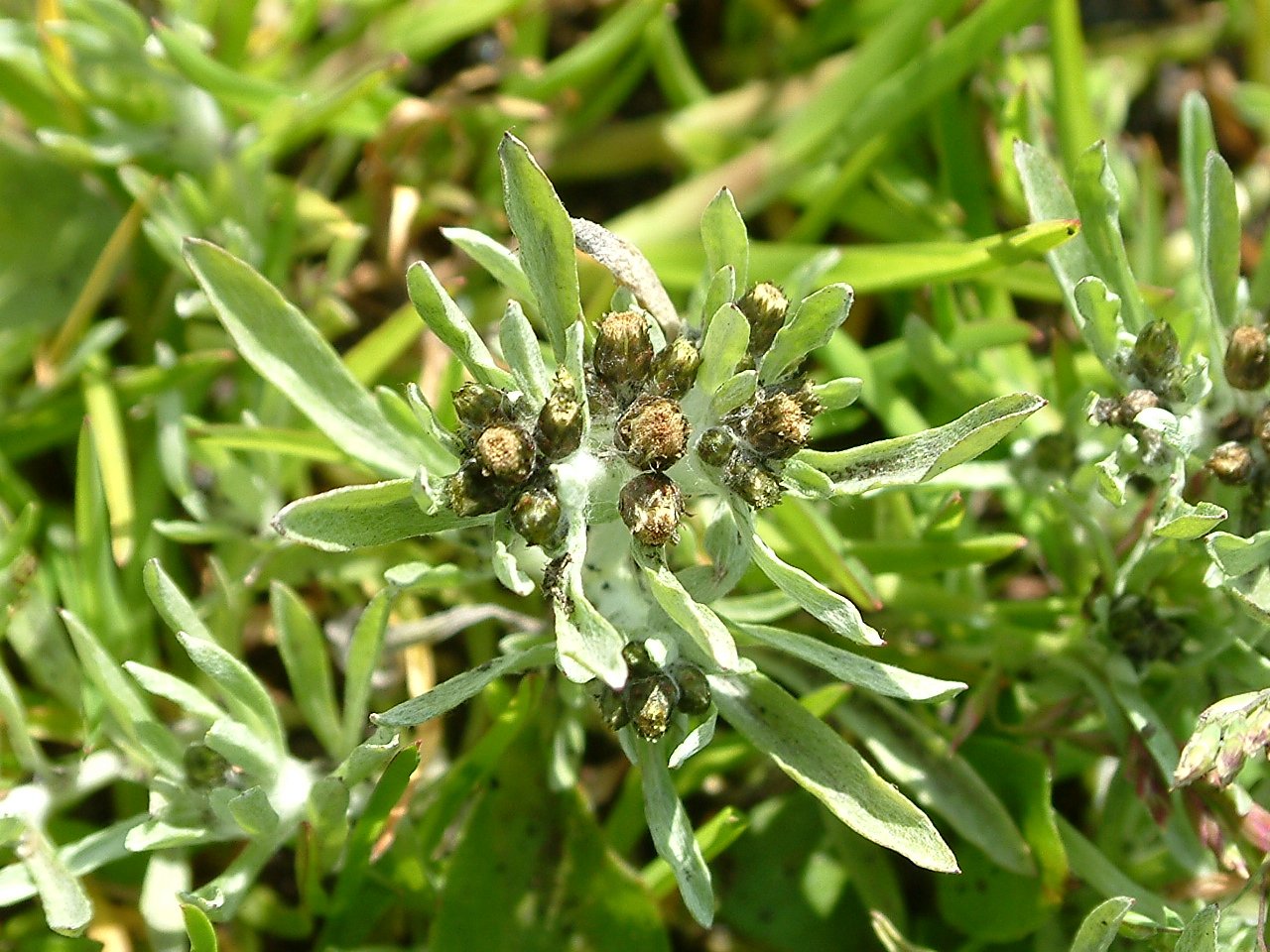   Gnaphalium uliginosum NT0255 18Jul04 FM   