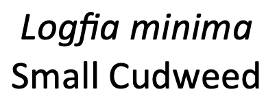 Label 1.png