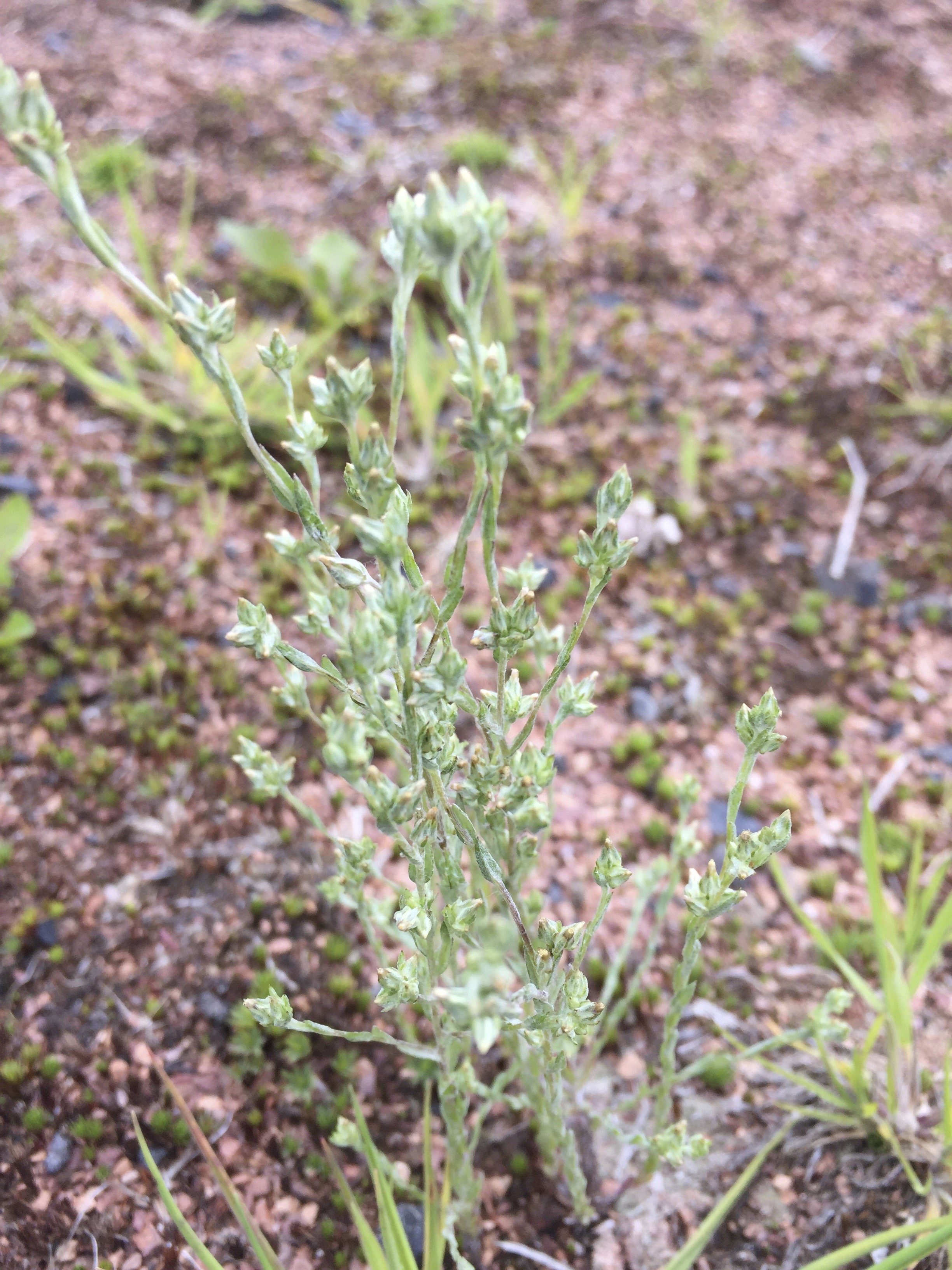  It can be quite branched as well.    Logfia minima NS9353 3Jul17 MP  