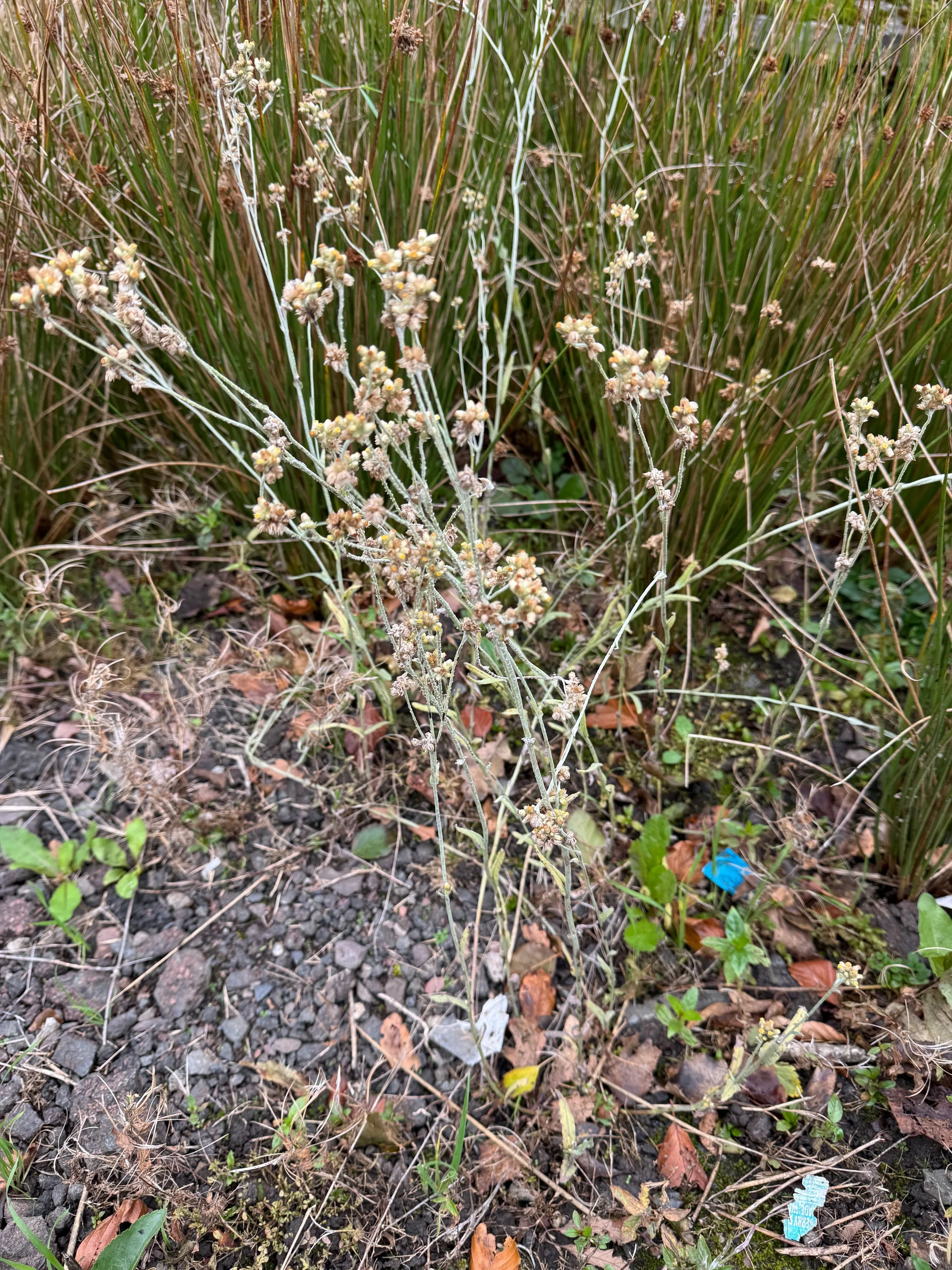   Laphangium luteoalbum NS6862 14Oct25 PW   