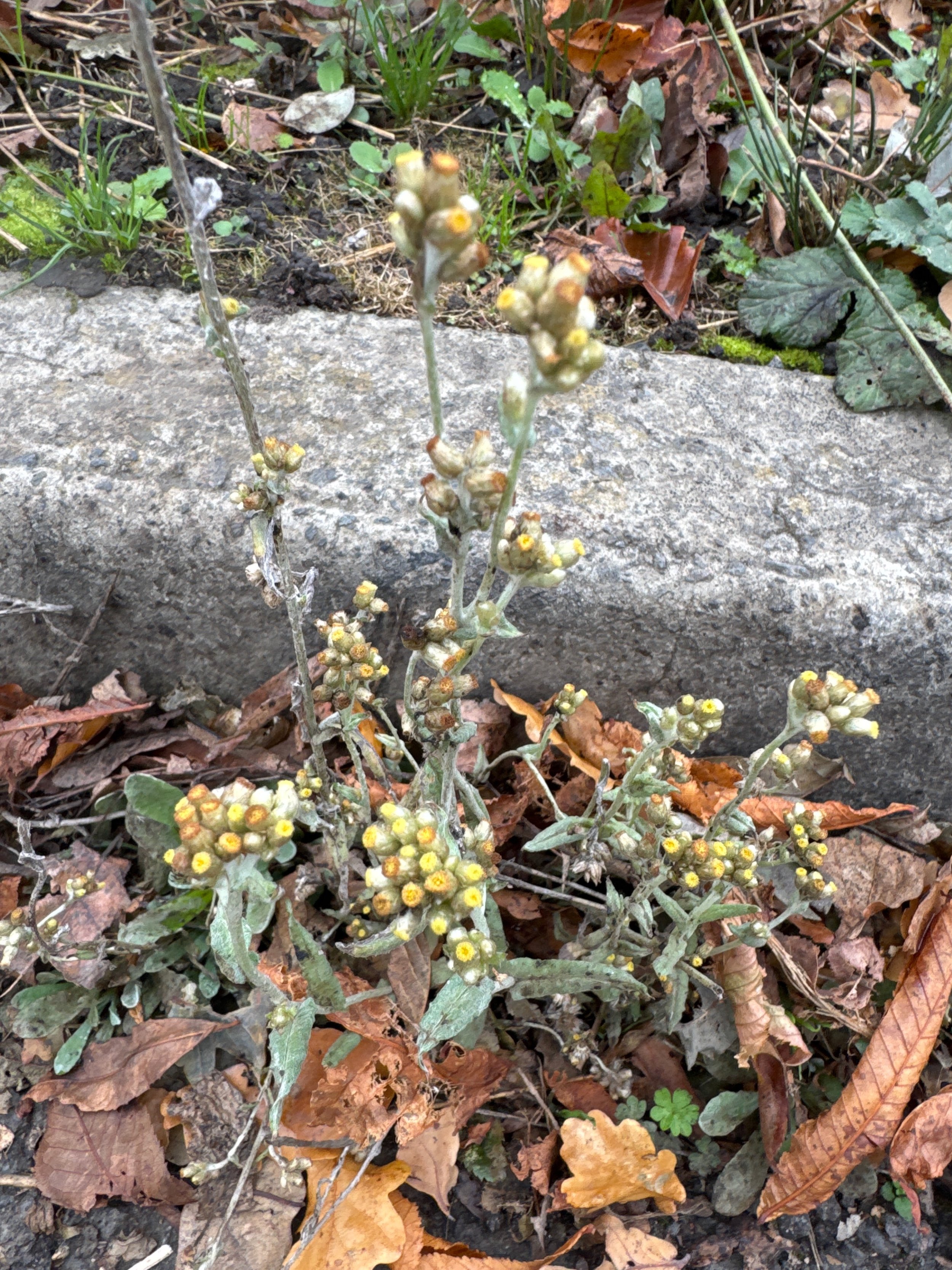   Laphangium luteoalbum NS6862 14Oct25 PW   