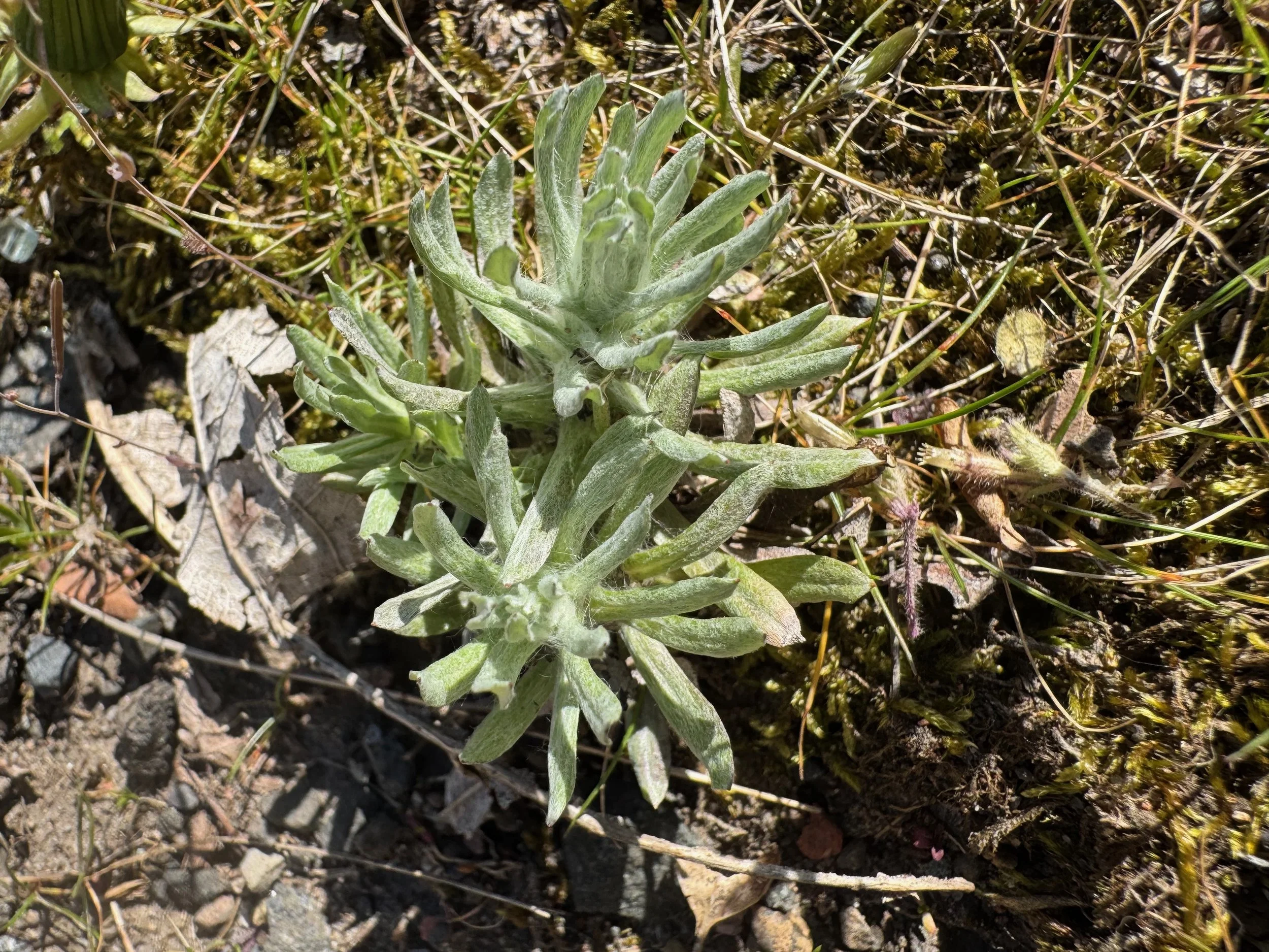  Laphangium luteoalbum NS6562 10Apr25 PW 