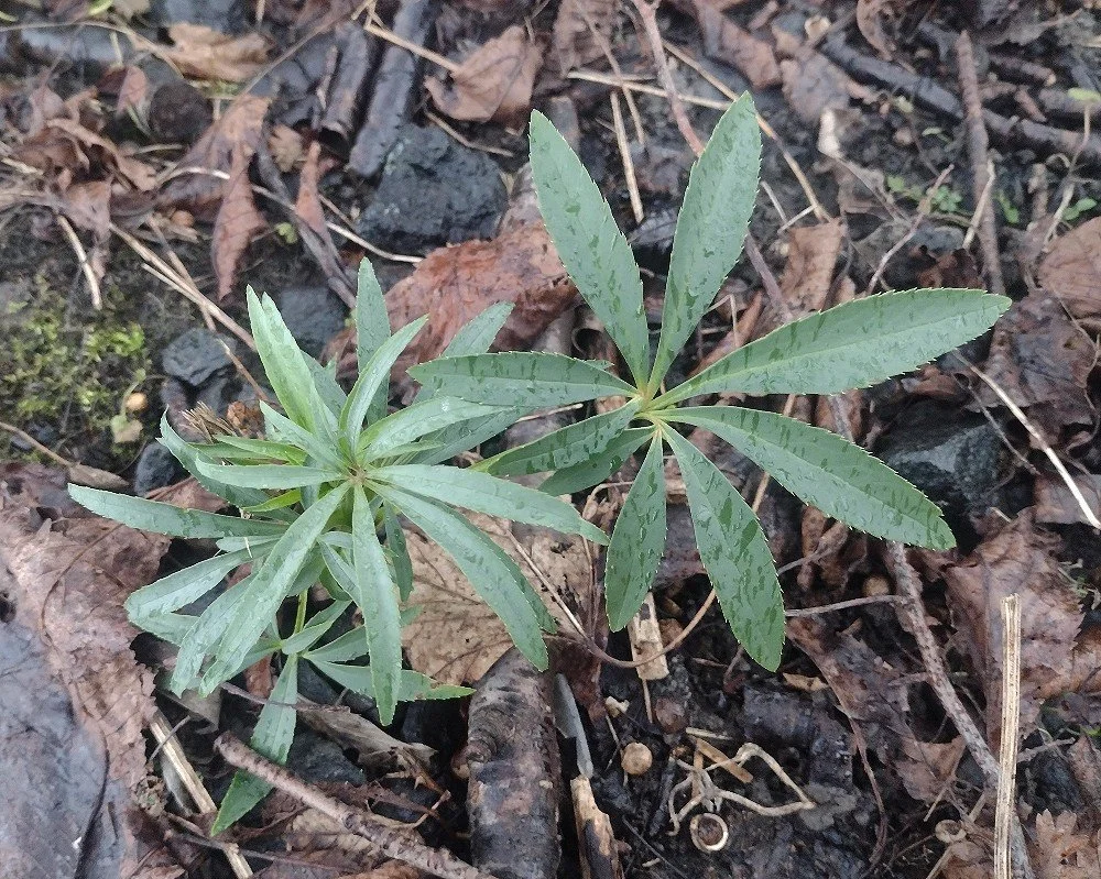    Helleborus foetidus NS5866 7Feb26 DS  