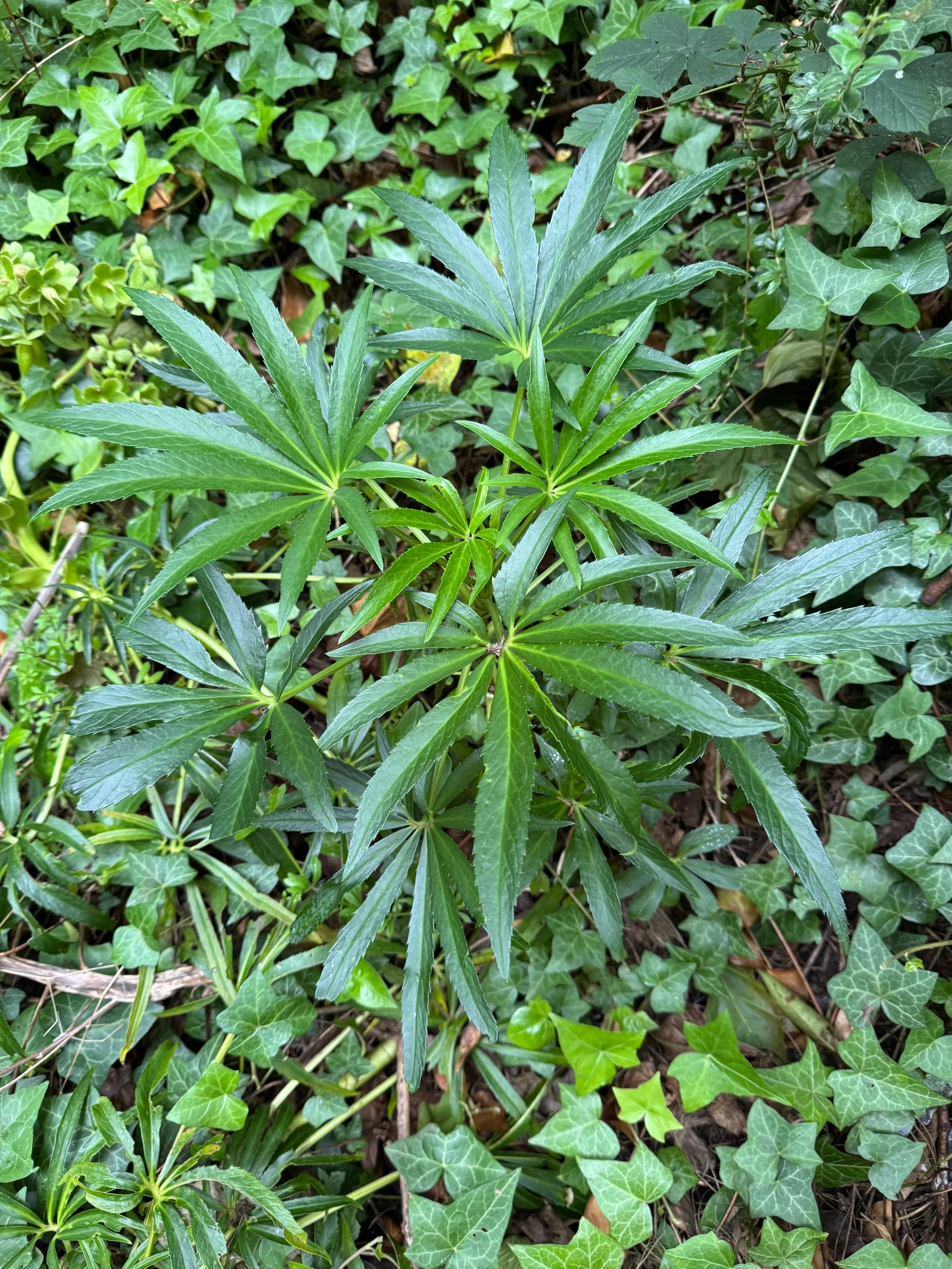   Helleborus foetidus NS6564 12Jun25 PW   