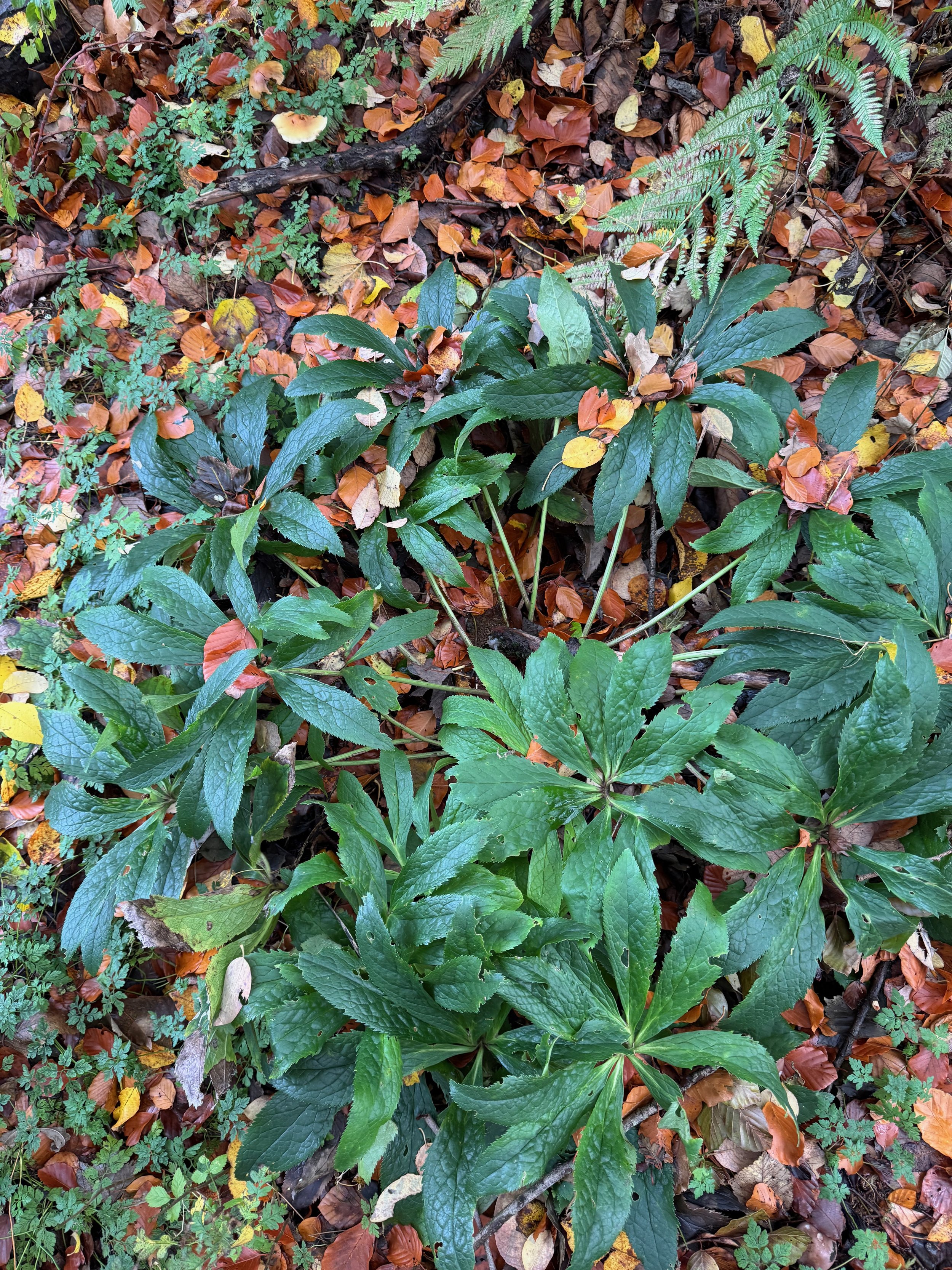   Helleborus orientalis NS6762 4Nov25 PW  