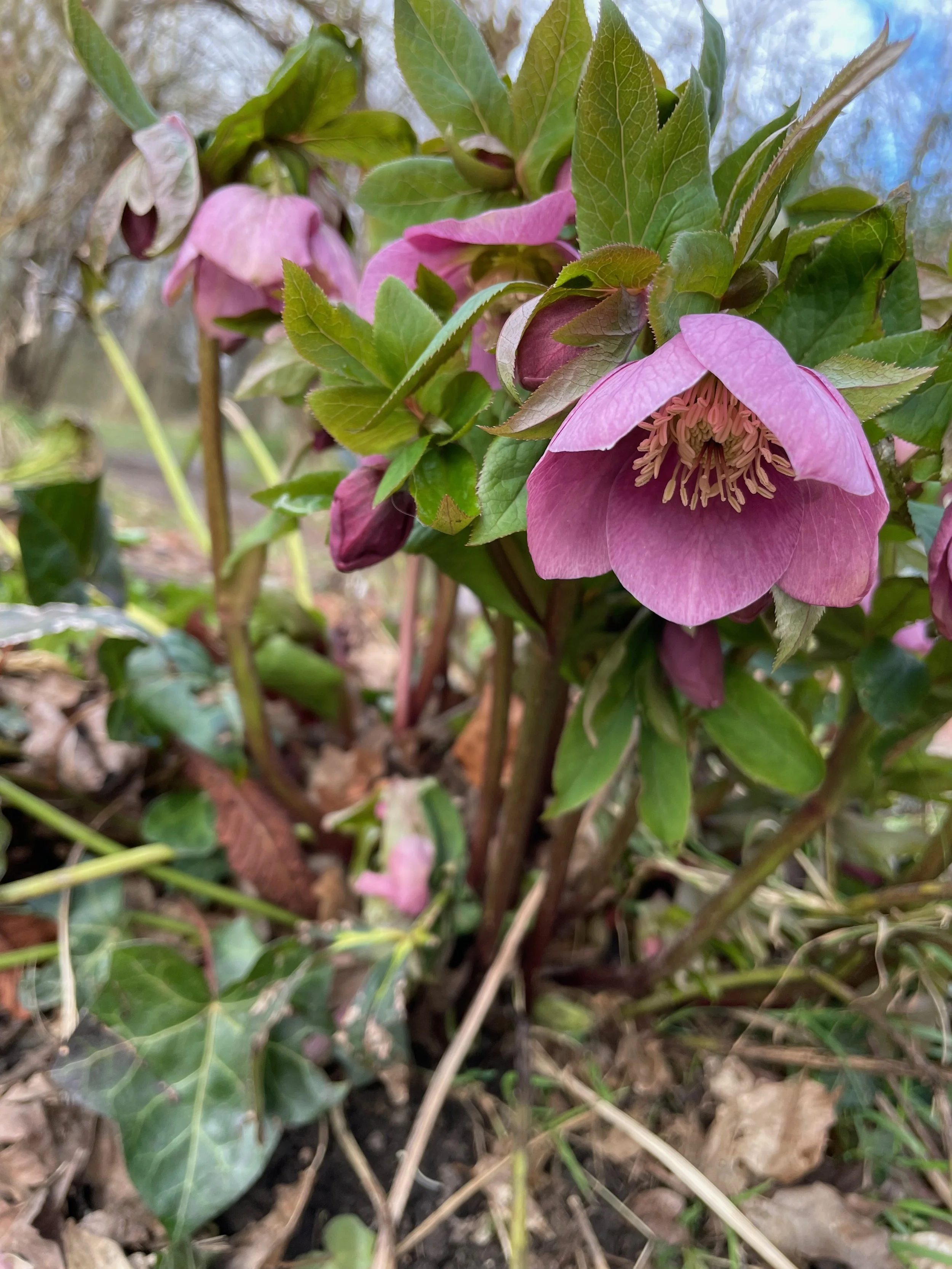   Helleborus orientalis NS5960 03Mar24 PW   