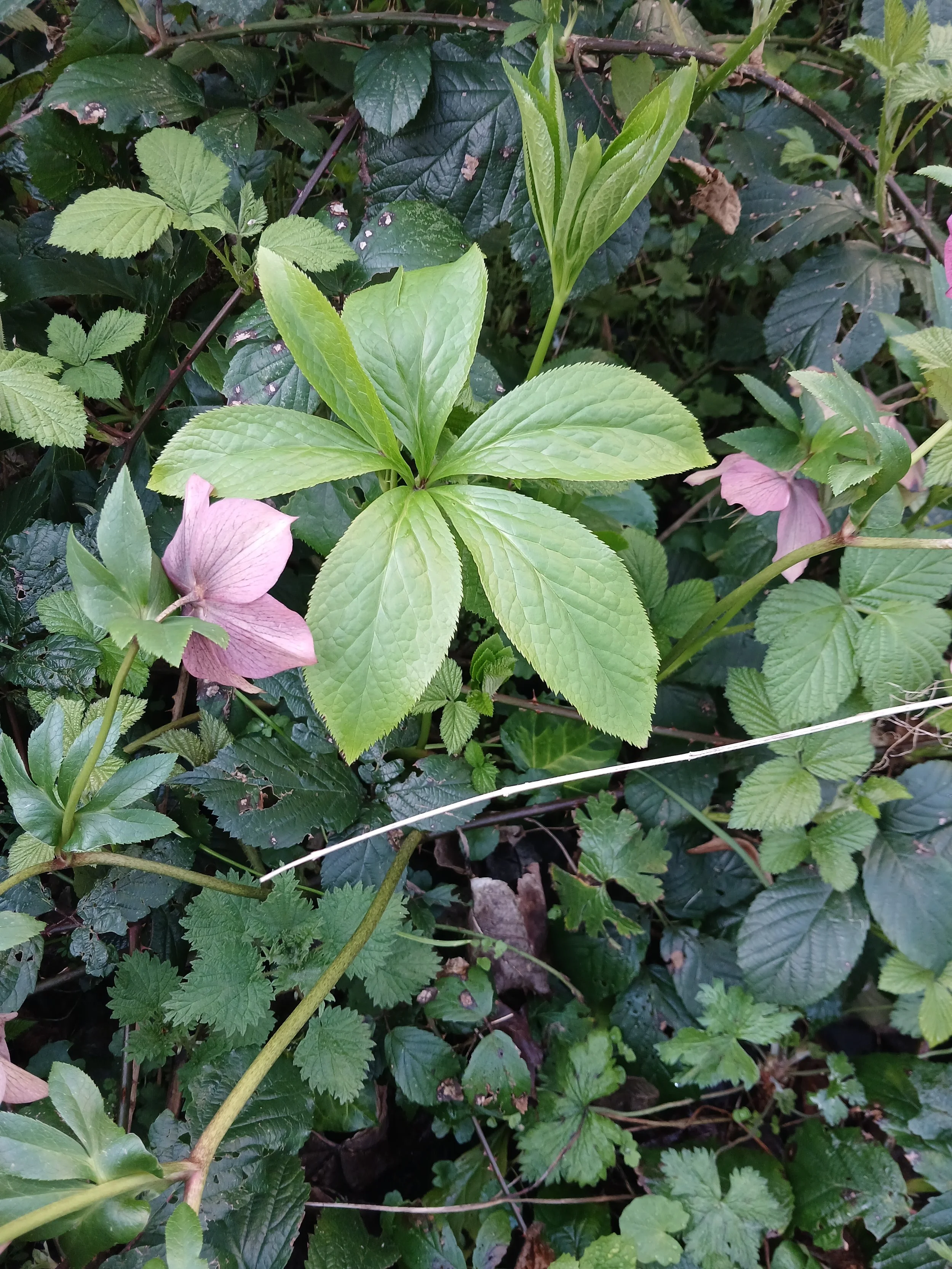   Helleborus orientalis NS5767 13Apr26 MM  
