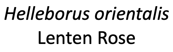 Label 1.png
