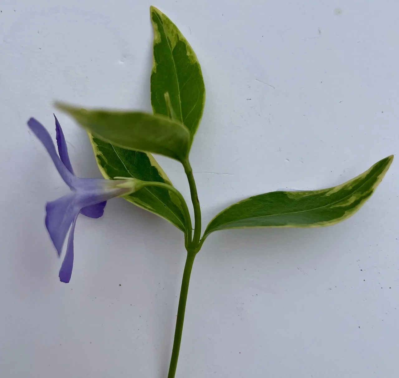   Vinca minor NS8544 18Mar25 PW  