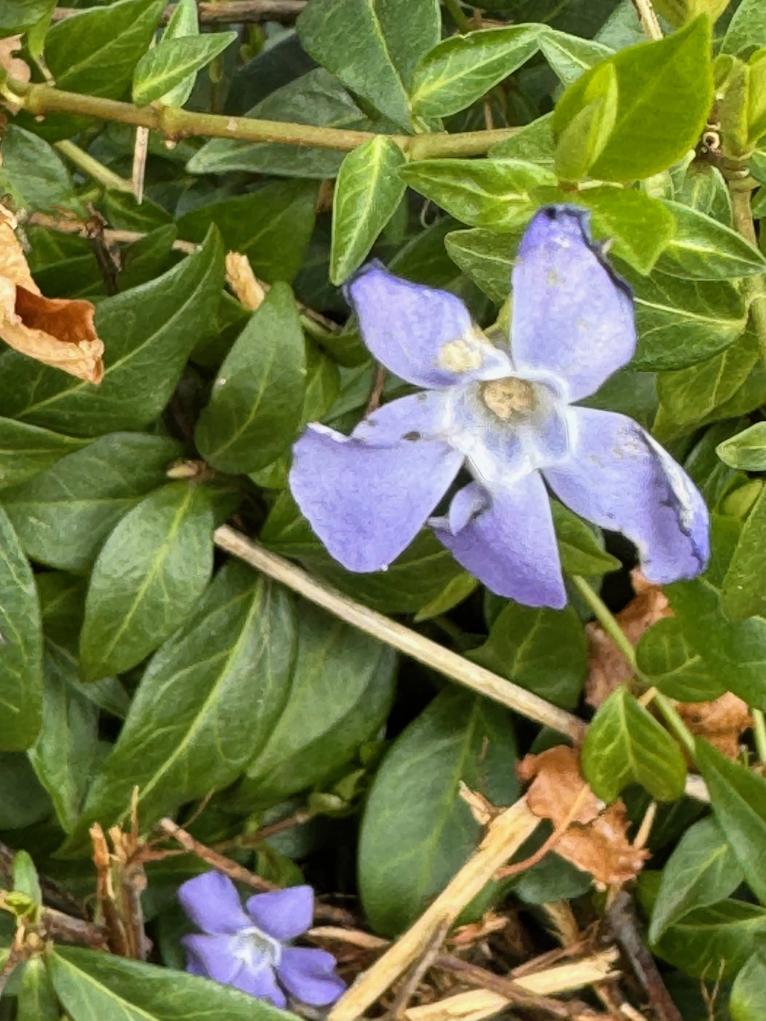   Vinca minor NS8544 18Mar25 PW  