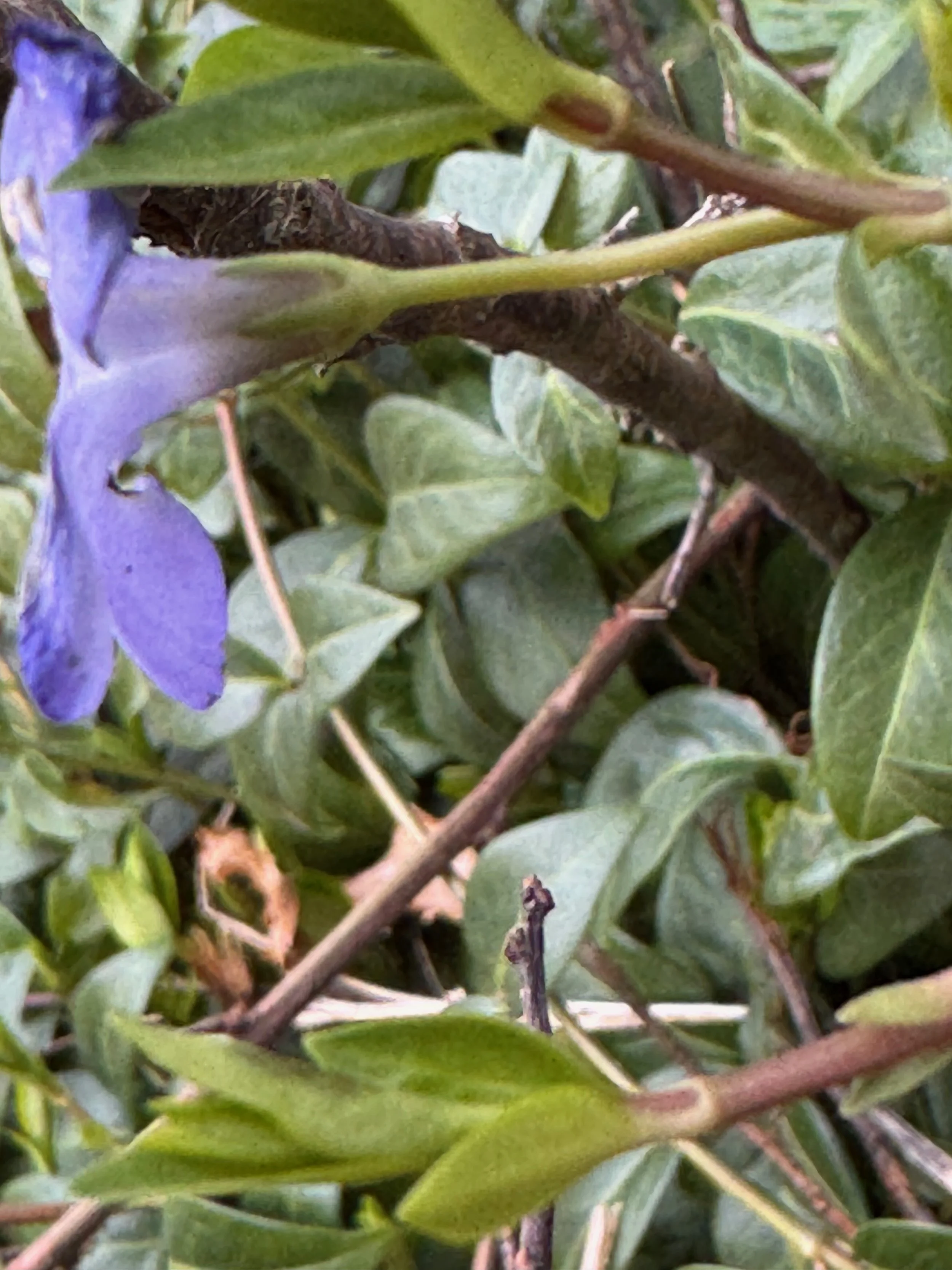   Vinca minor NS8544 18Mar25 PW  