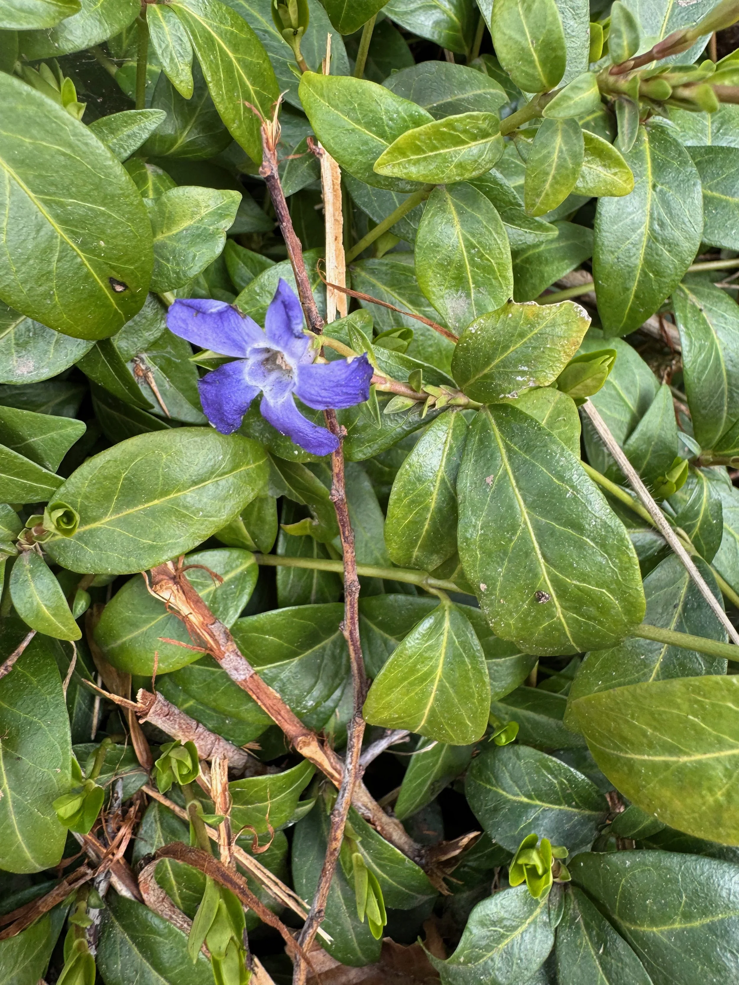   Vinca minor NS8544 18Mar25 PW  