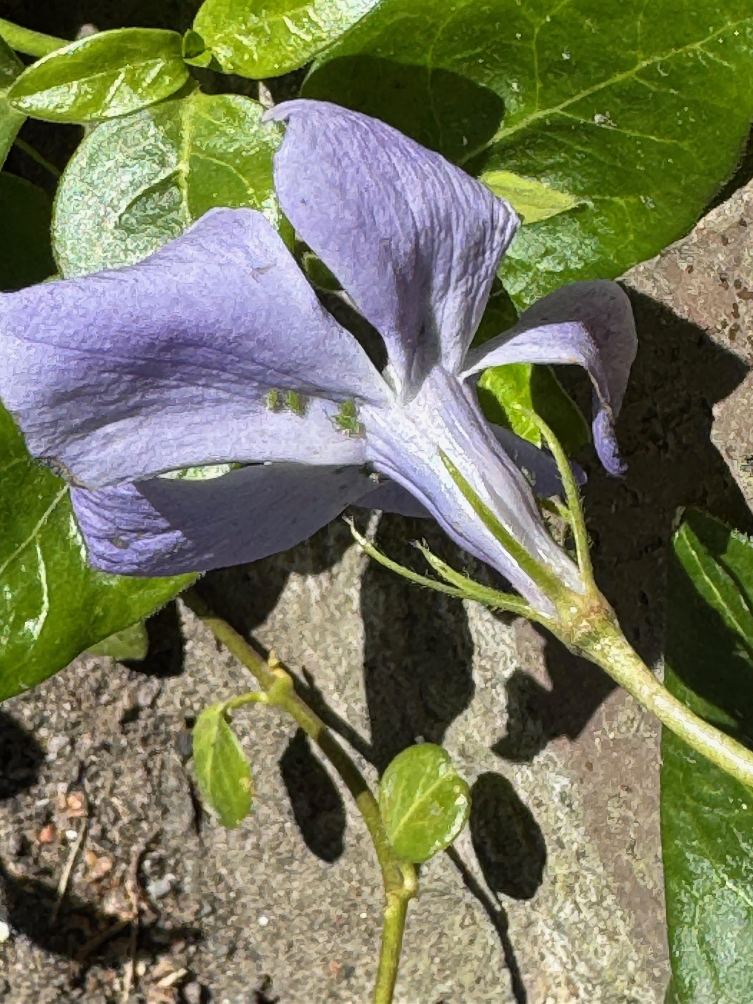   Vinca major NS5962 07Apr25 PW   