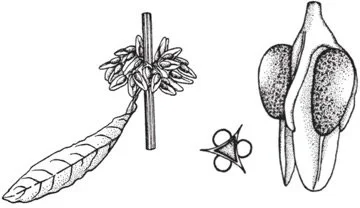  From  BSBI Handbook 3, Docks and Knotweeds of Britain and Ireland ,  J.R. Ackroyd  