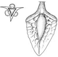  From BSBI Handbook 3,  Docks and Knotweeds of Britain and Ireland ,  J.R. Ackroyd  