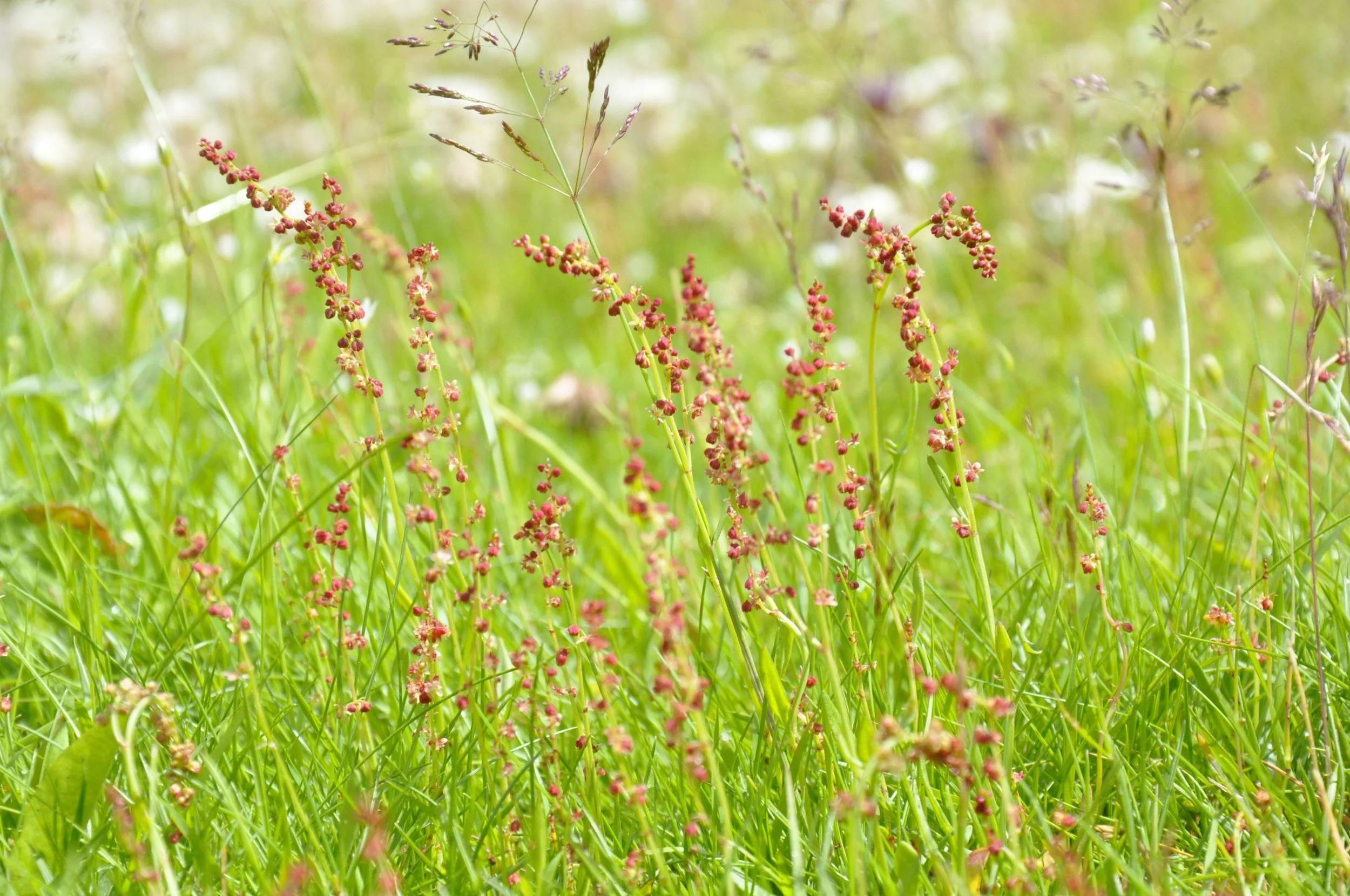   Rumex acetosa NS8549 5July20 DG  