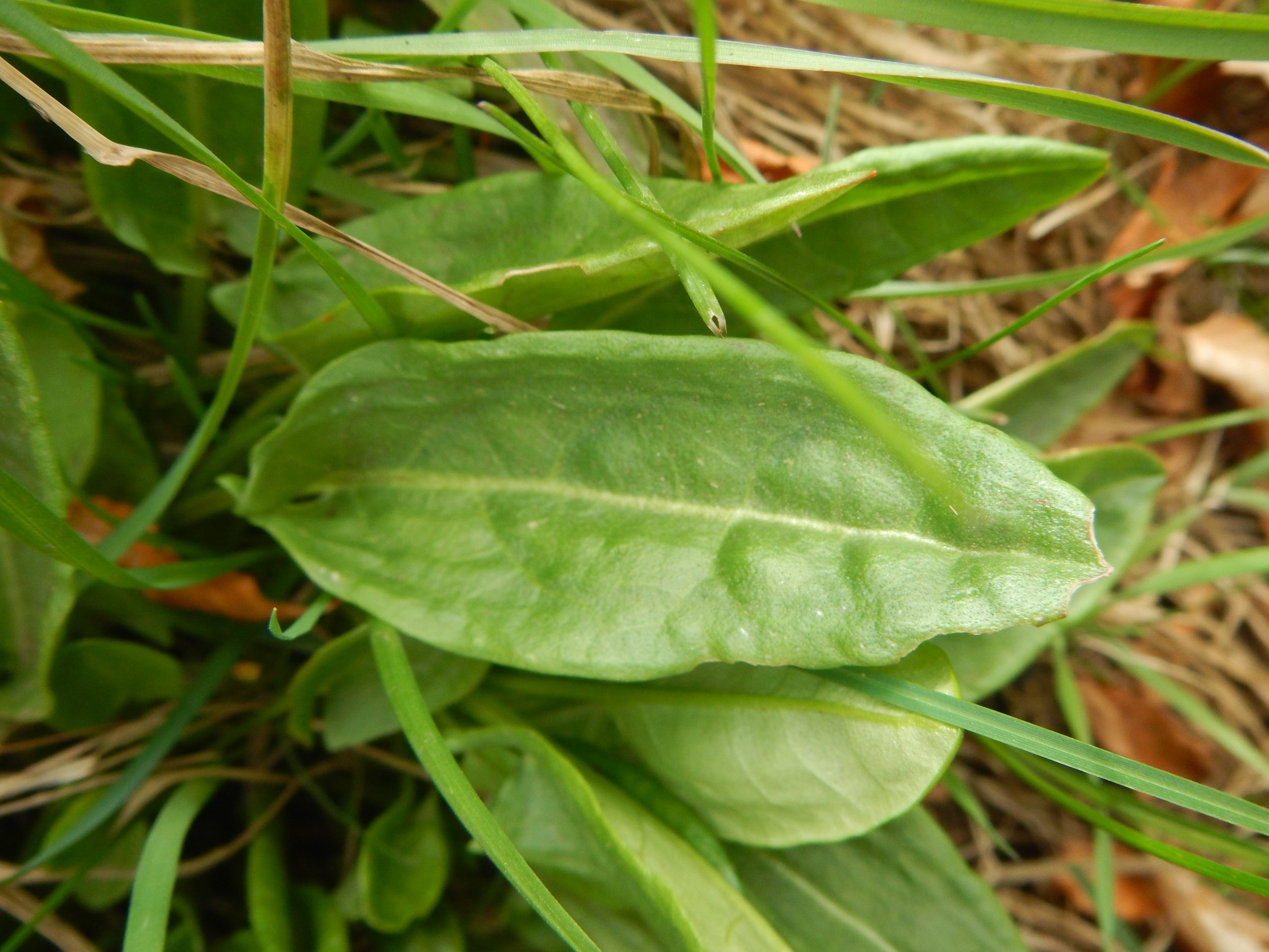 Note the inward pointing basal lobes.   Rumex acetosa NT0057 6May18 PW   