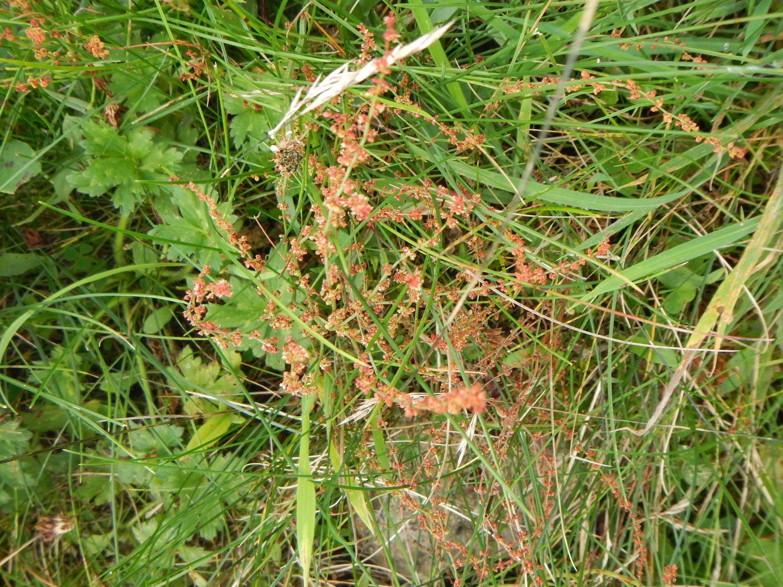  Rumex acetosella NS8070 30Sep17 PW  