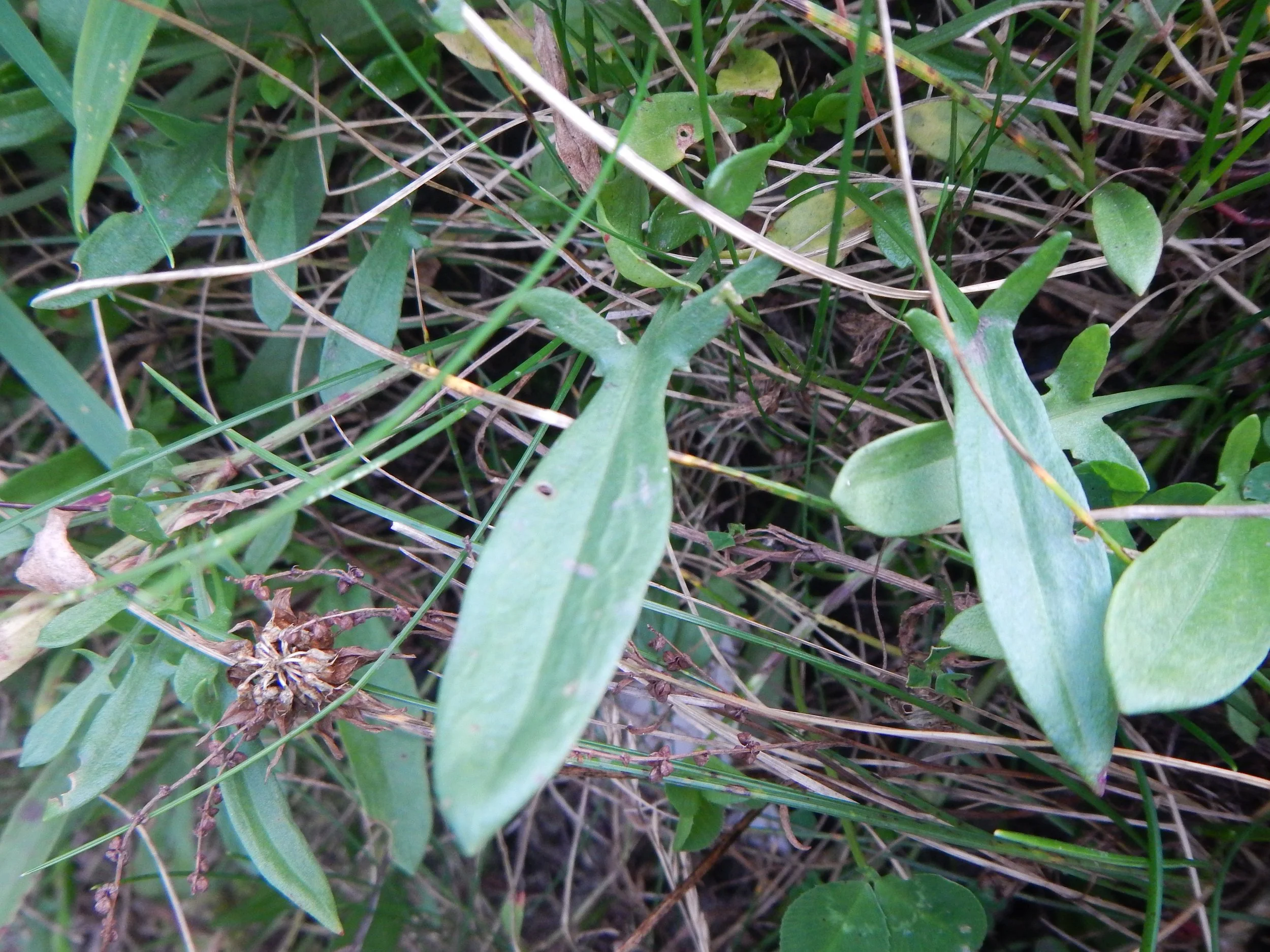   Rumex acetosella NS8070 30Sep17 PW   