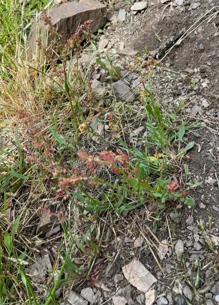   Rumex acetosella NS8070 30Sep17 PW  