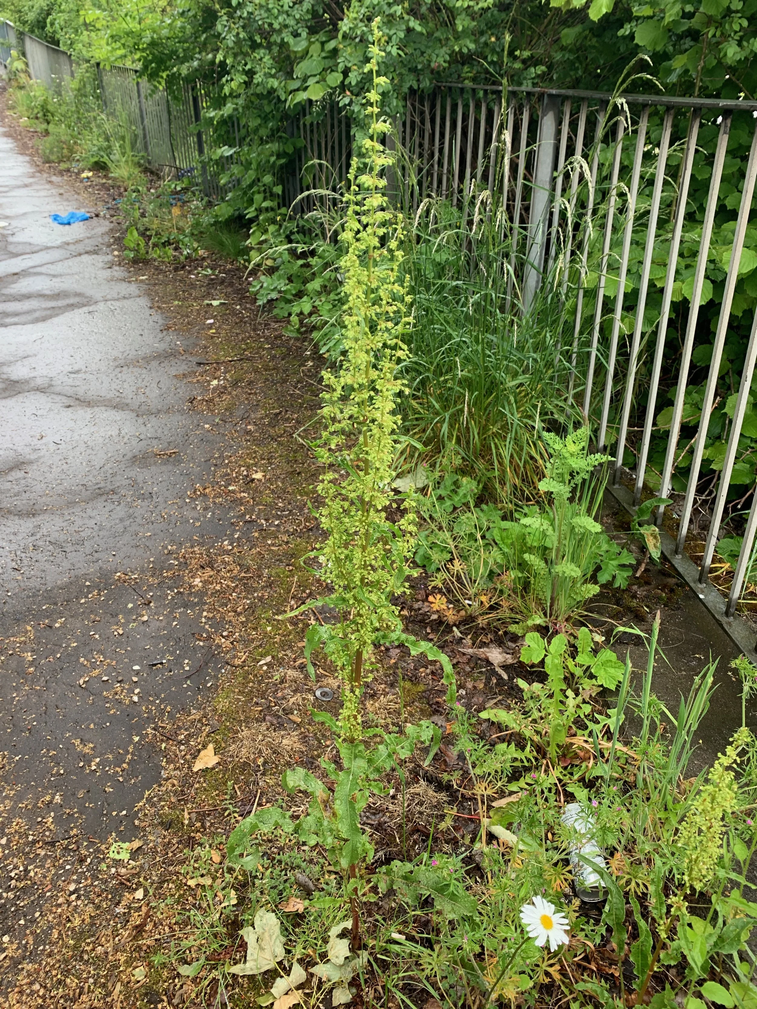   Rumex crispus NS5364 28May19 PW  