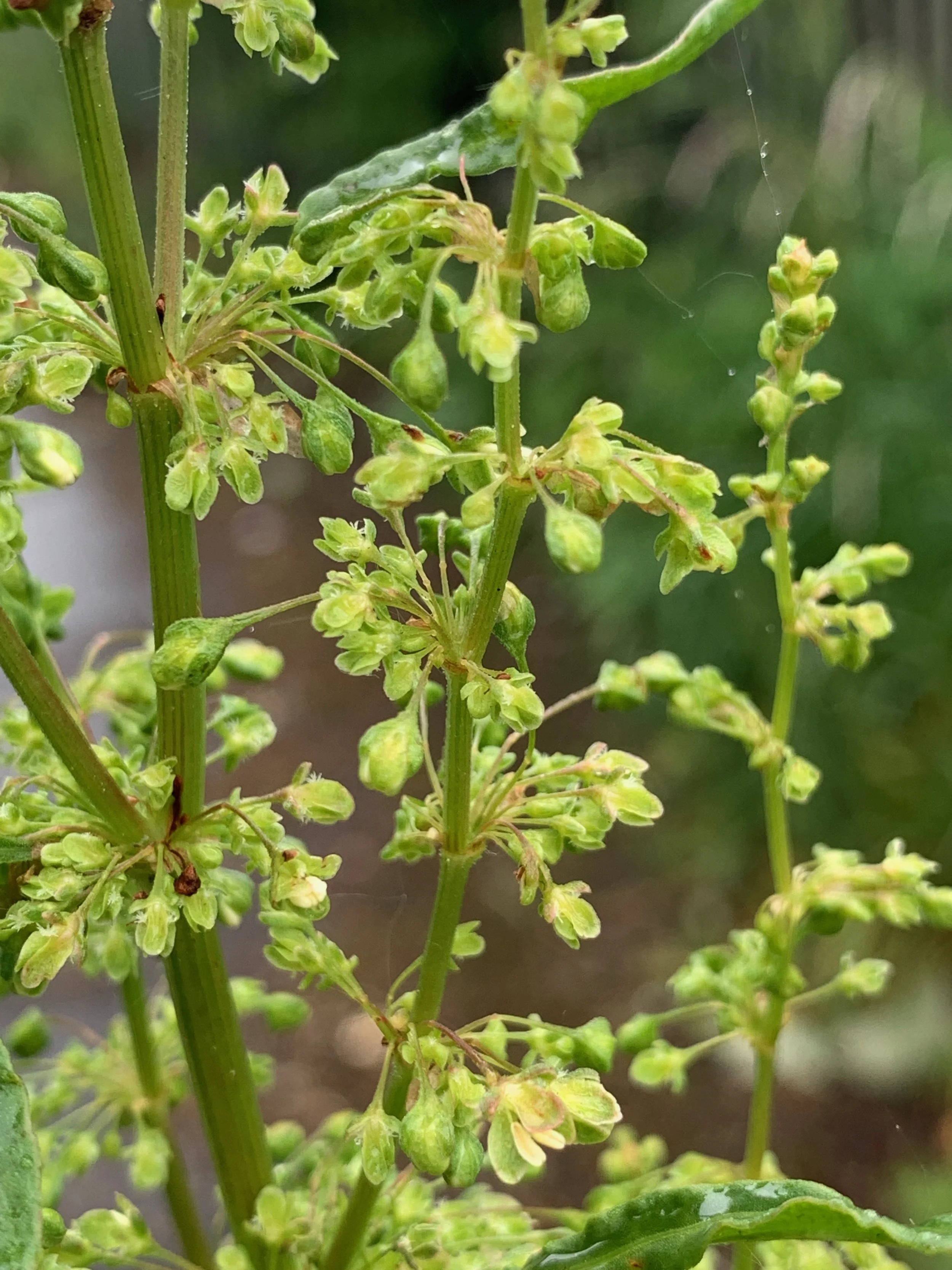   Rumex crispus NS5364 28May19 PW  