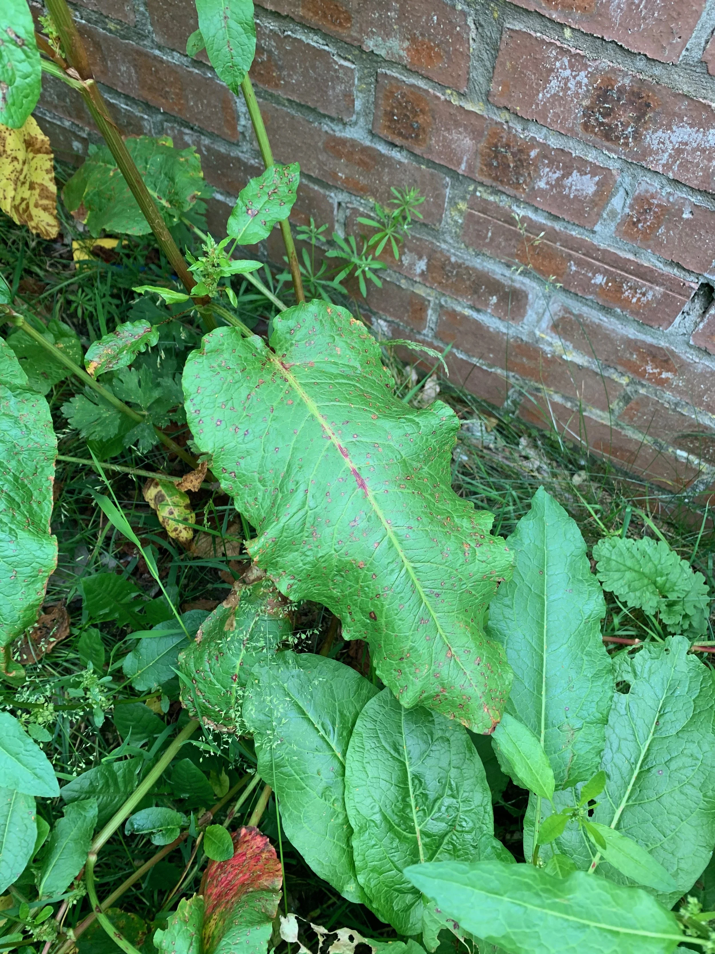   Rumex obtusifolius NS5963 16Jun20 PW  