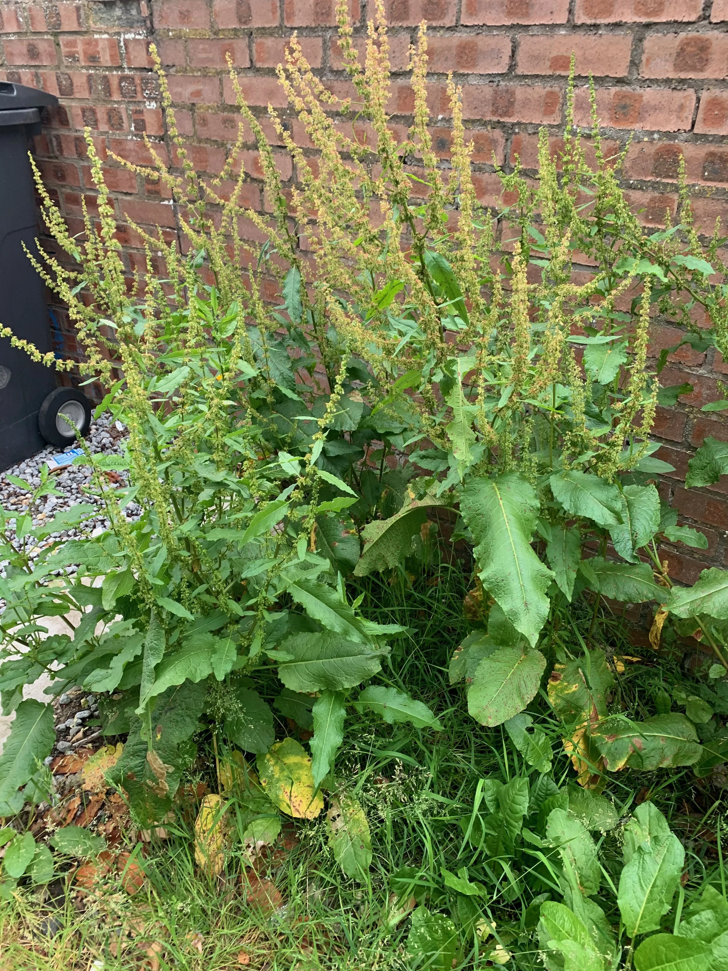   Rumex obtusifolius NS5963 16Jun20 PW  