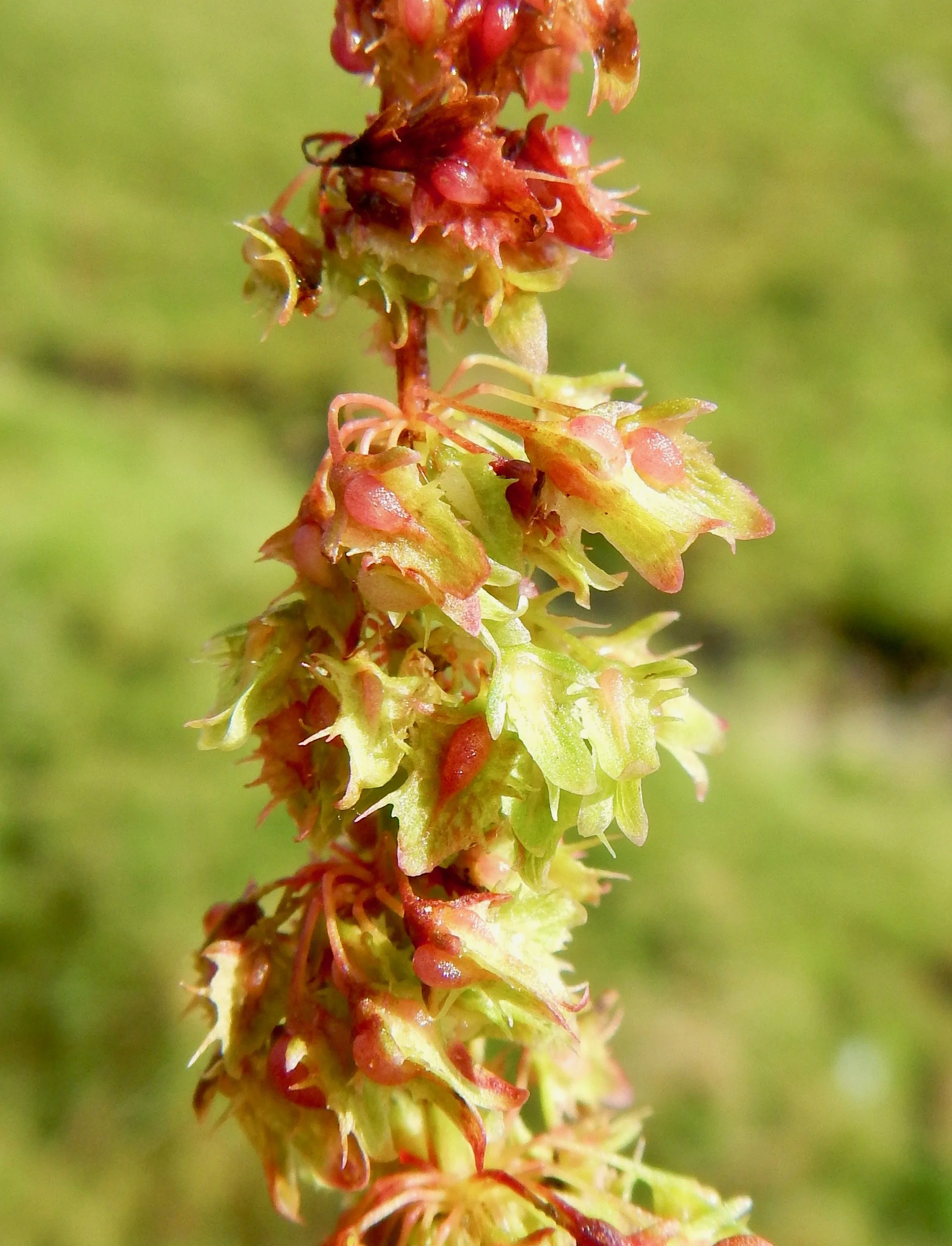   Rumex obtusifolius NS6739 26Aug17 PW  