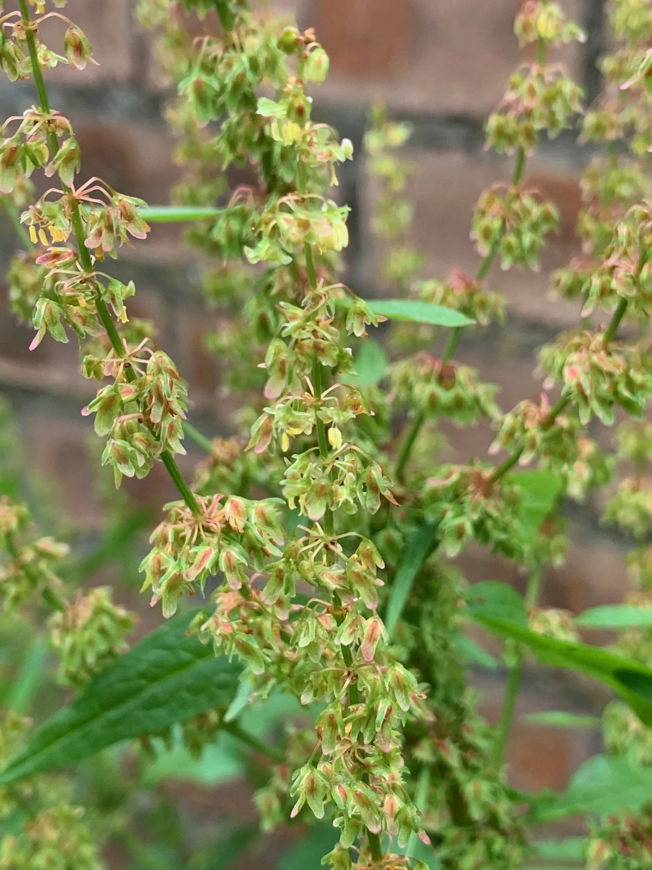  Rumex obtusifolius NS5963 16Jun20 PW  