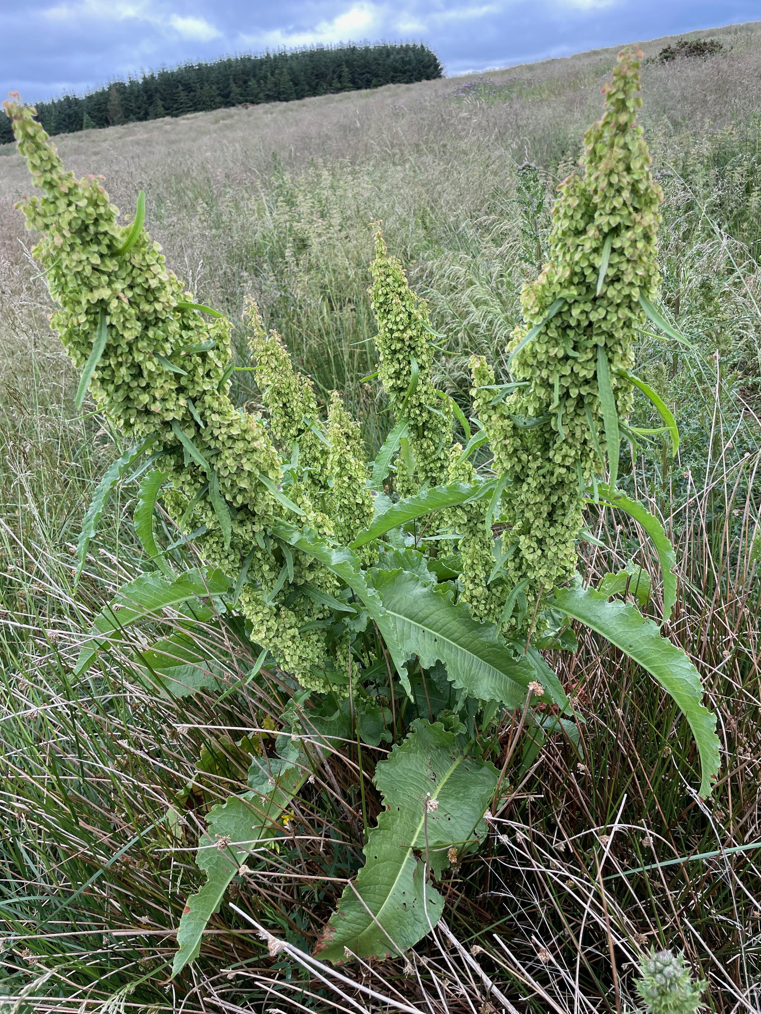   Rumex longifolius NS7771 24Jun23 PW  