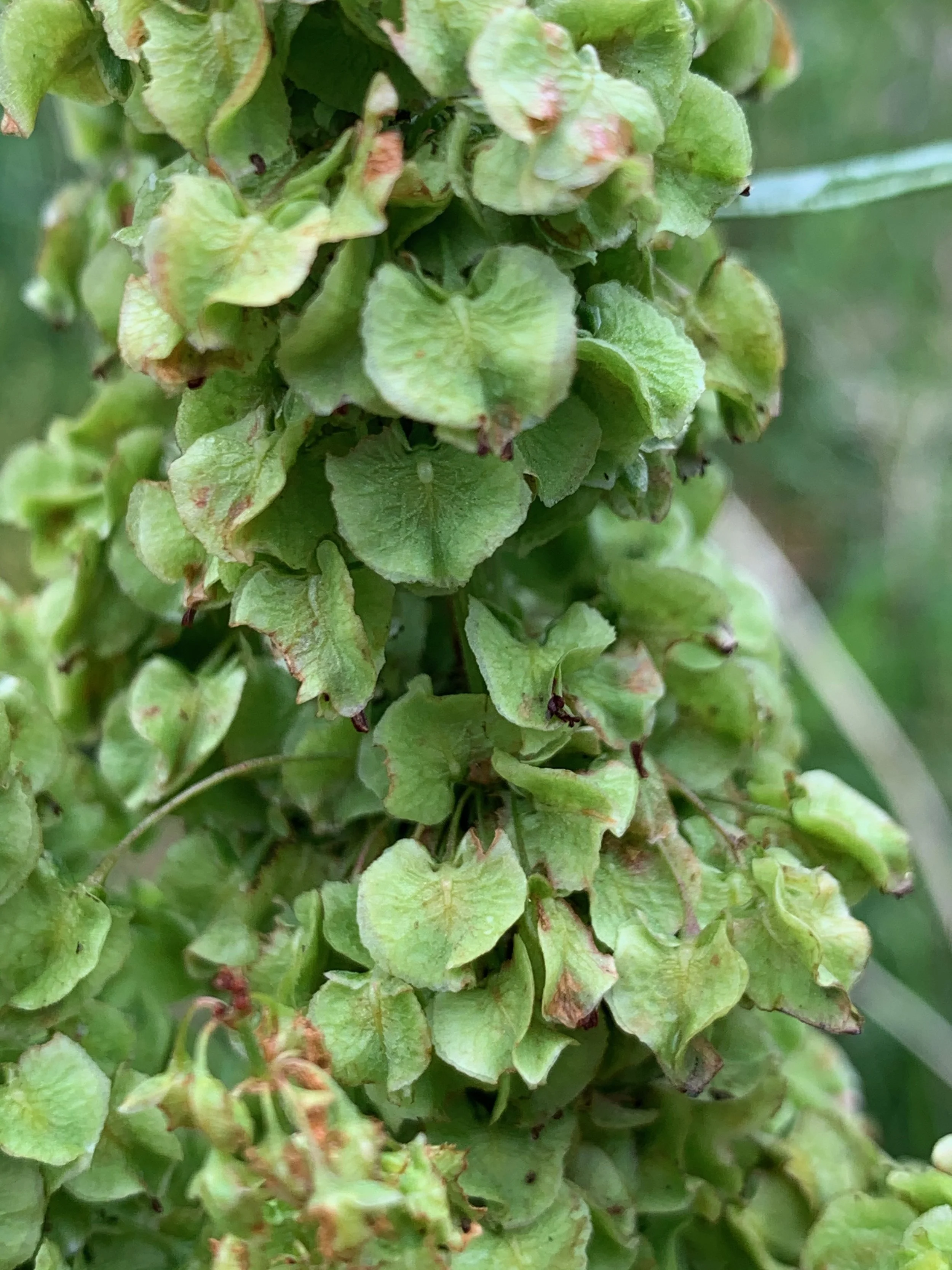   Rumex longifolius NS5954 01July20 PW  