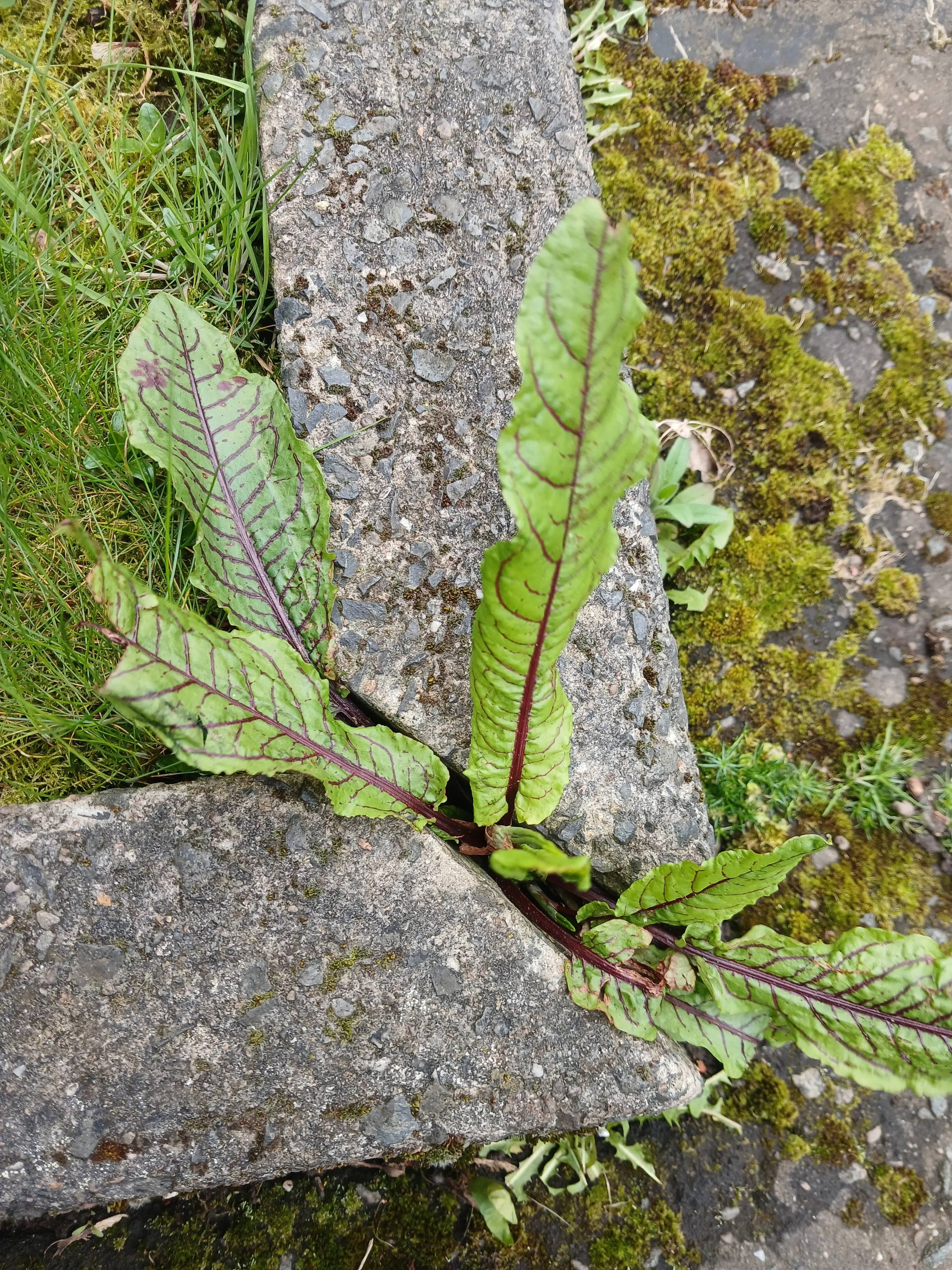  Blood-veined Dock   Rumex sanguineus var. sanguineus NS5965 25Mar26 MM   