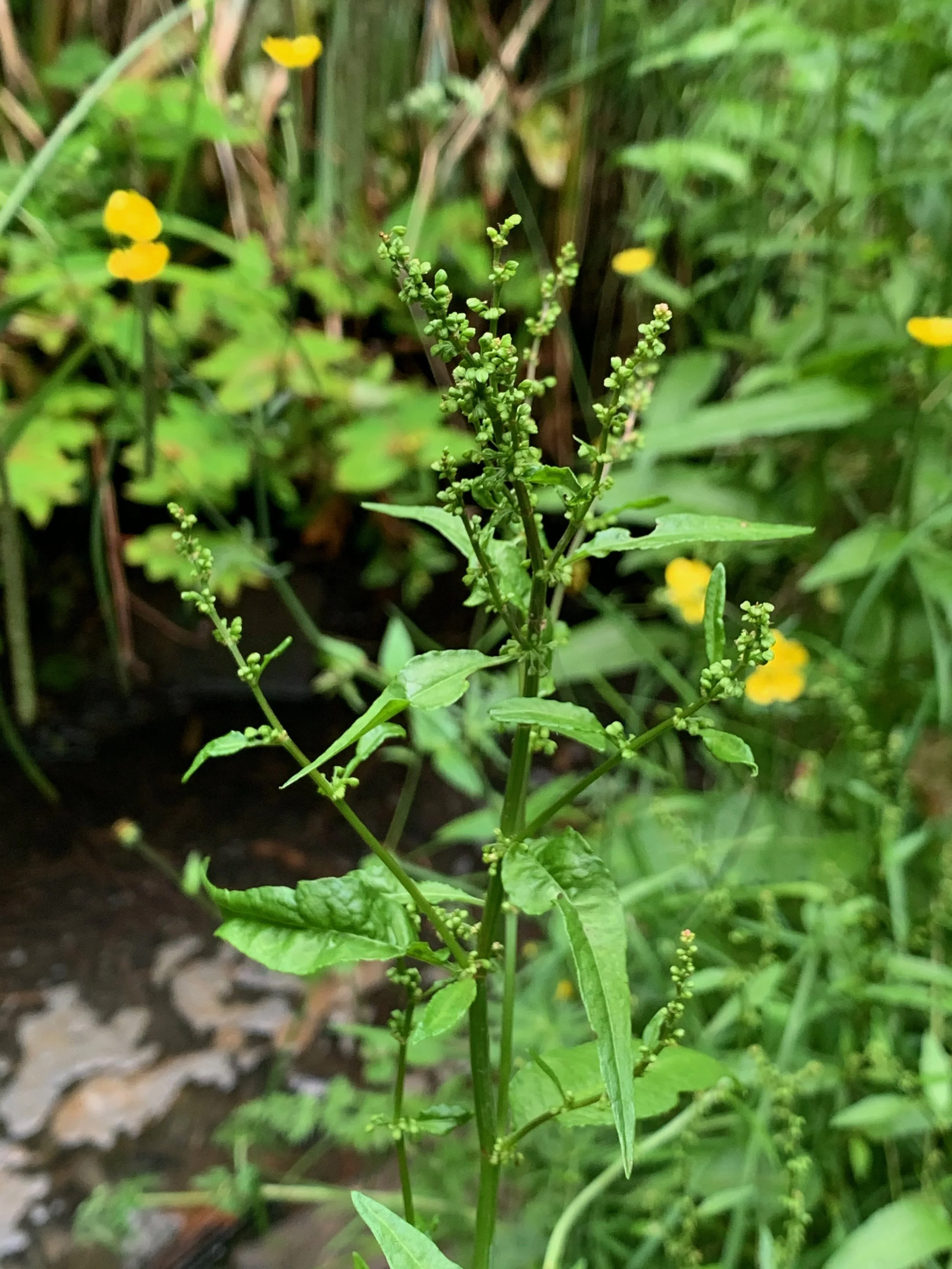   Rumex sanguineus NS5963 16Jun20 PW  
