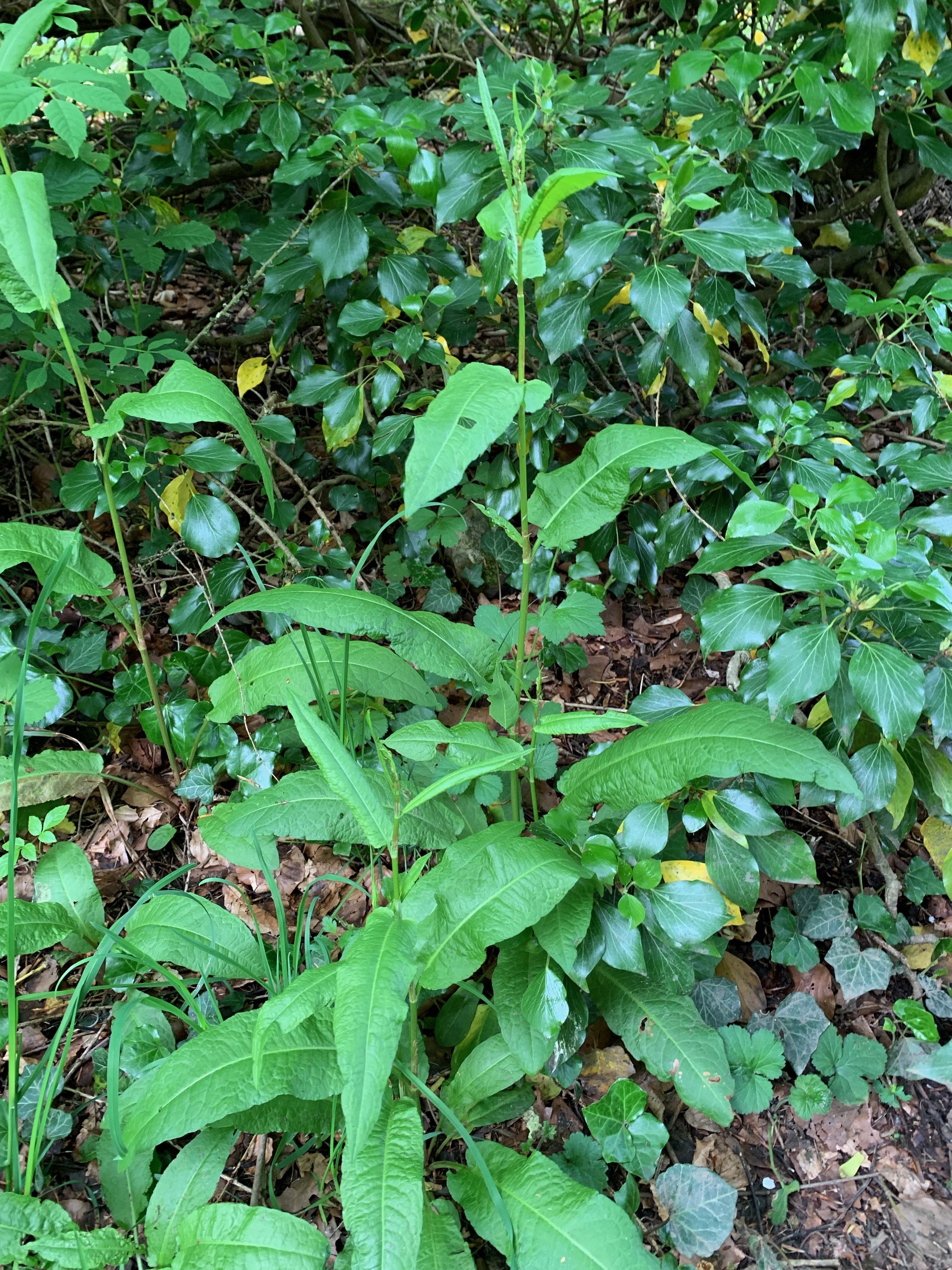   Rumex sanguineus NS5963 16Jun20 PW  