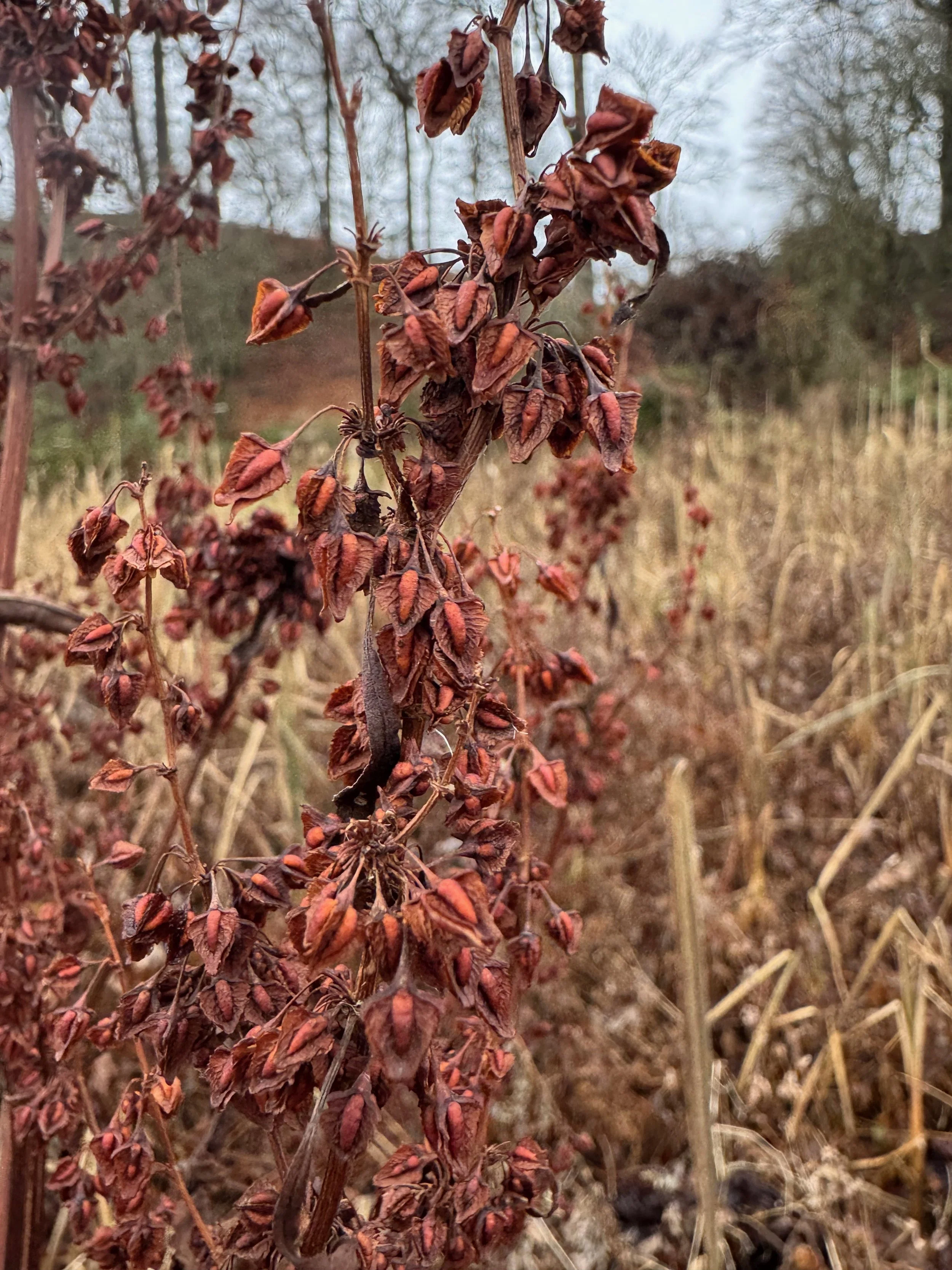   Rumex hydrolapathum NS6661 27Nov25 PW  