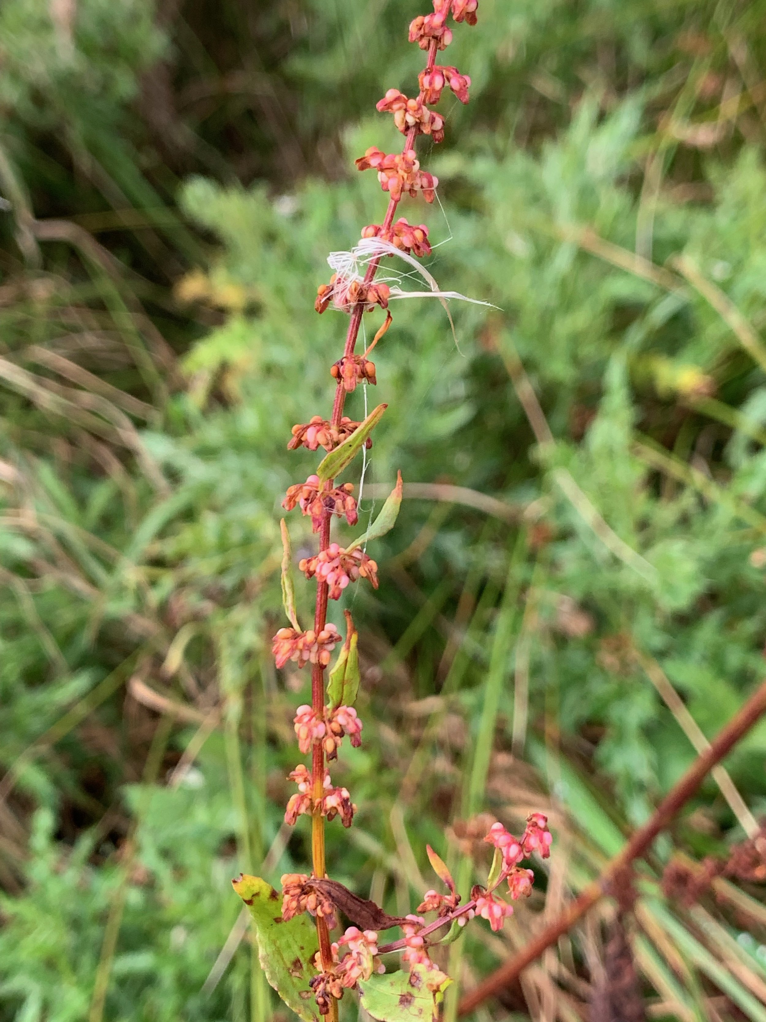   Rumex conglomeratus NS5670 01Sep19 PW  
