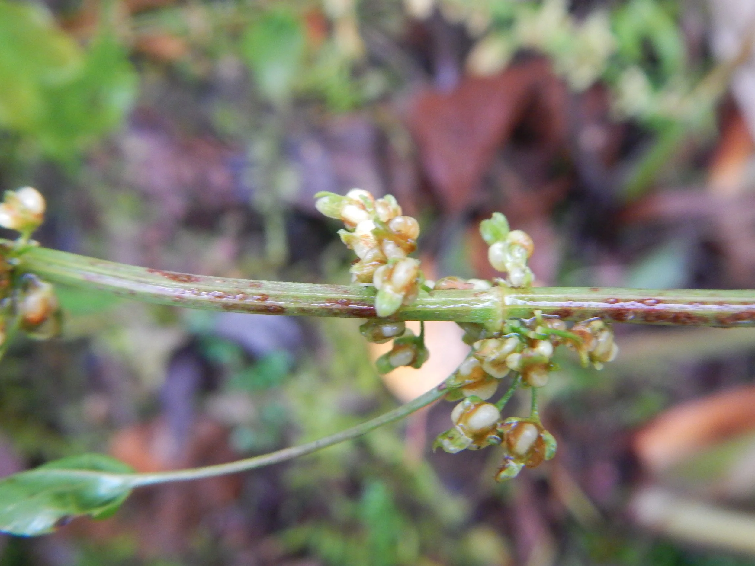  Rumex conglomeratus NS5664 21Oct18 PW  