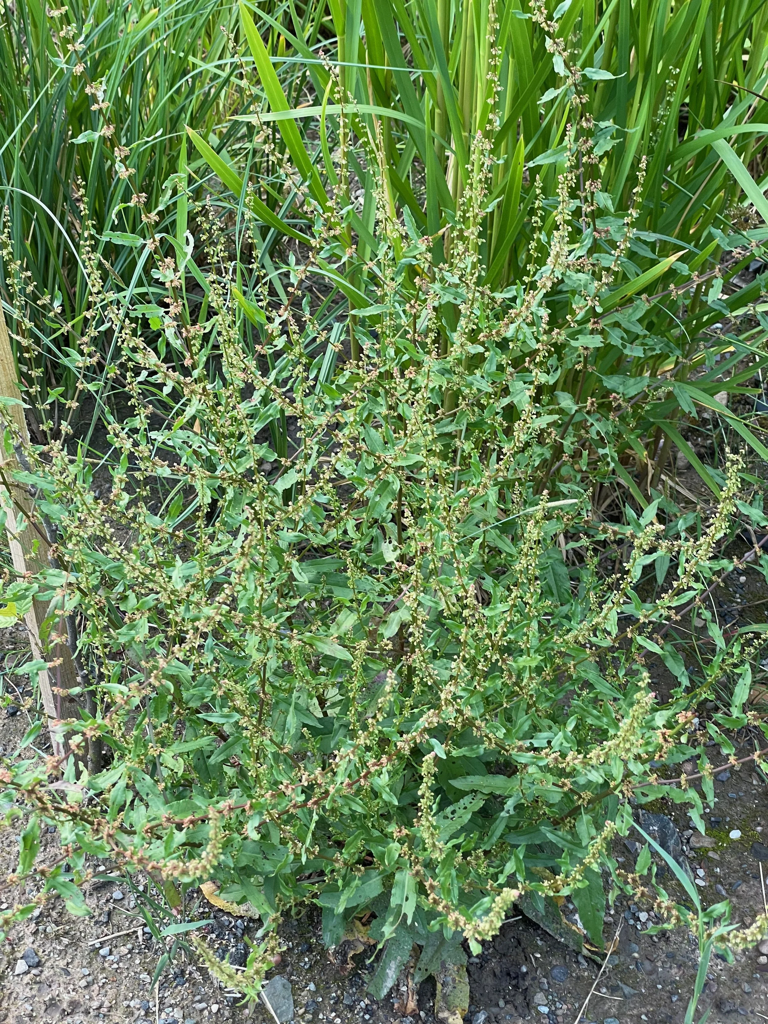   Rumex conglomeratus NS5857 07July21 PW  