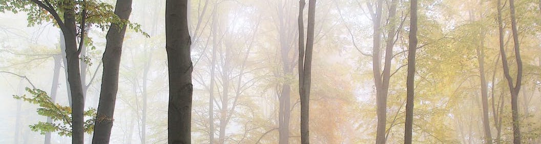 autumn-fog-forest-65597 copy.jpeg