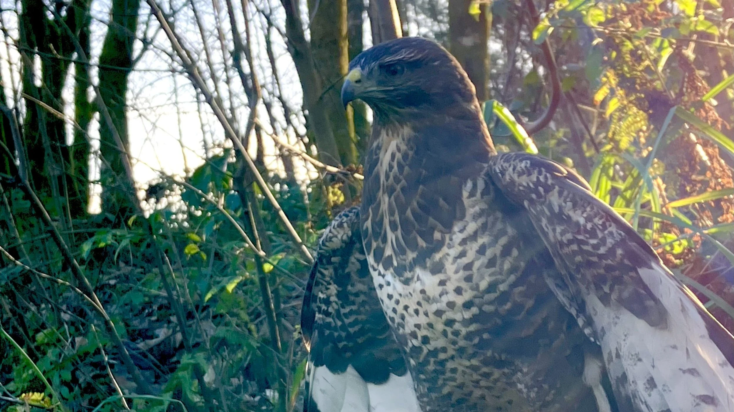 The Buzzard Man of Belmont