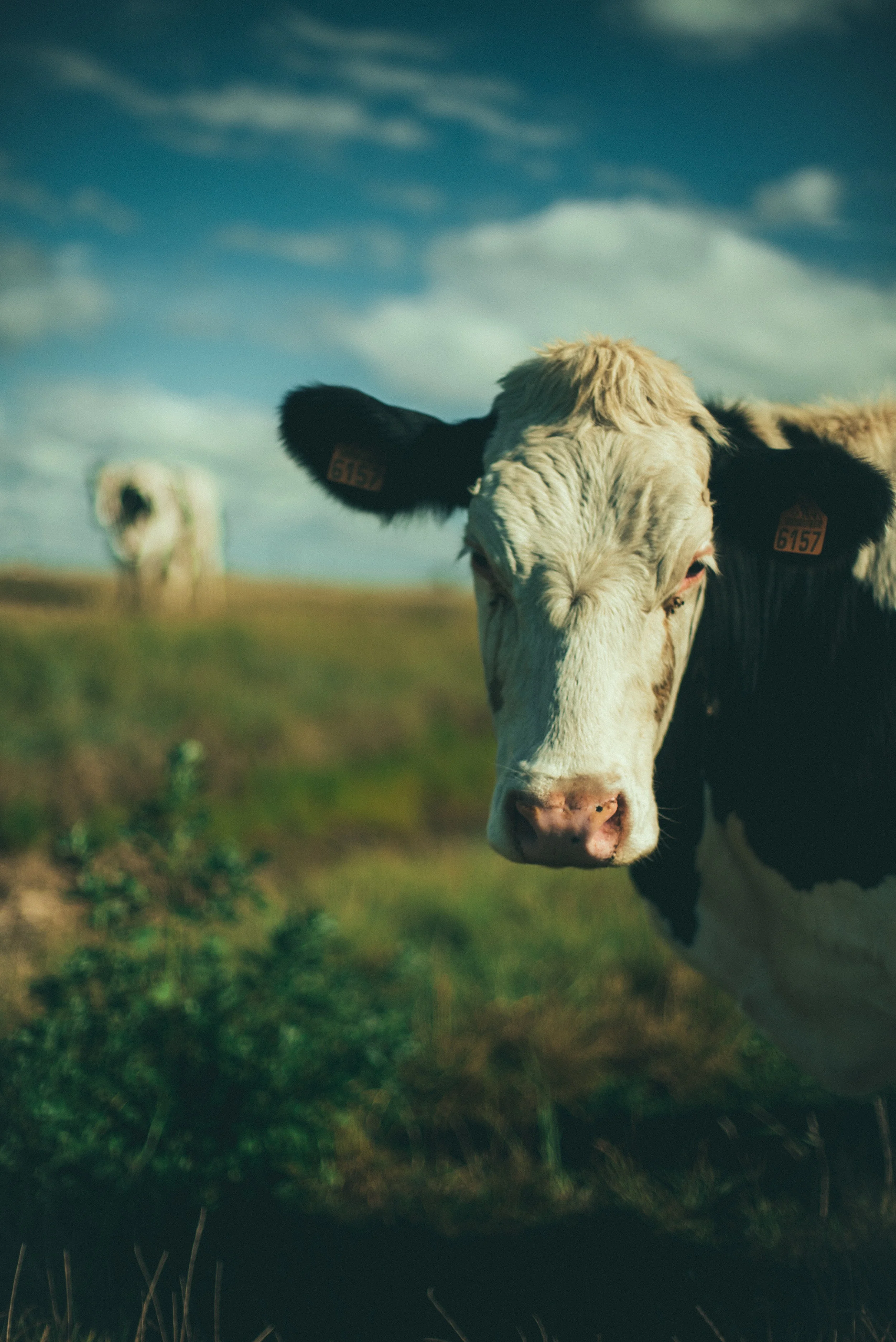 A cow in Mornac-sur-Seudre, in the french countryside. Photography Credits: Anna Chahuneau